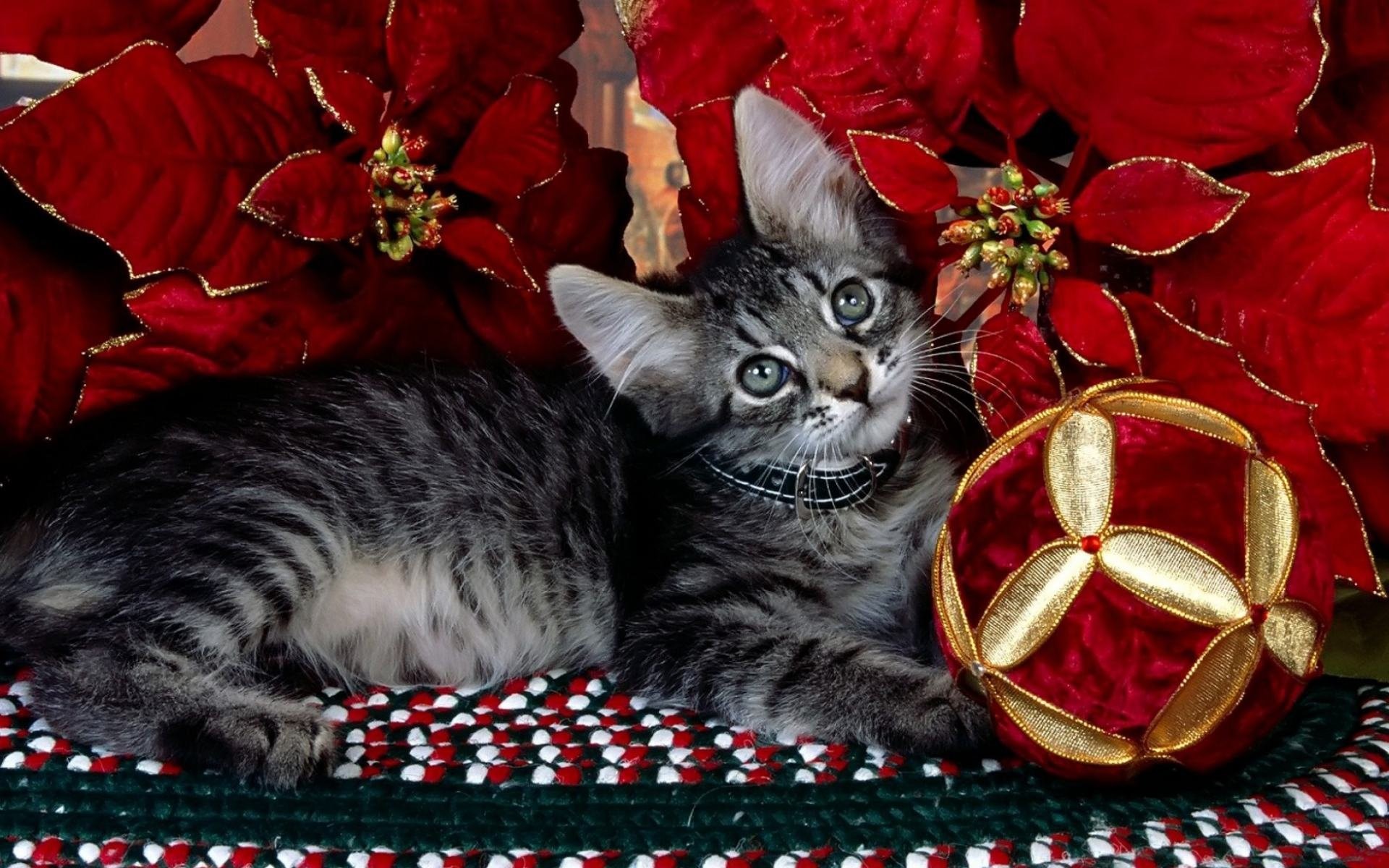 Christmas Cat 697818