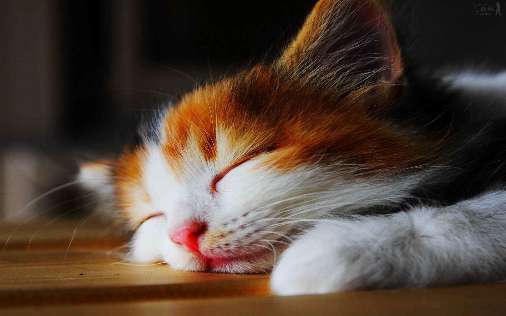 Cute-Cat-Wallpaper-Cute-Cats-Tumblr-Wallpaper-3719-