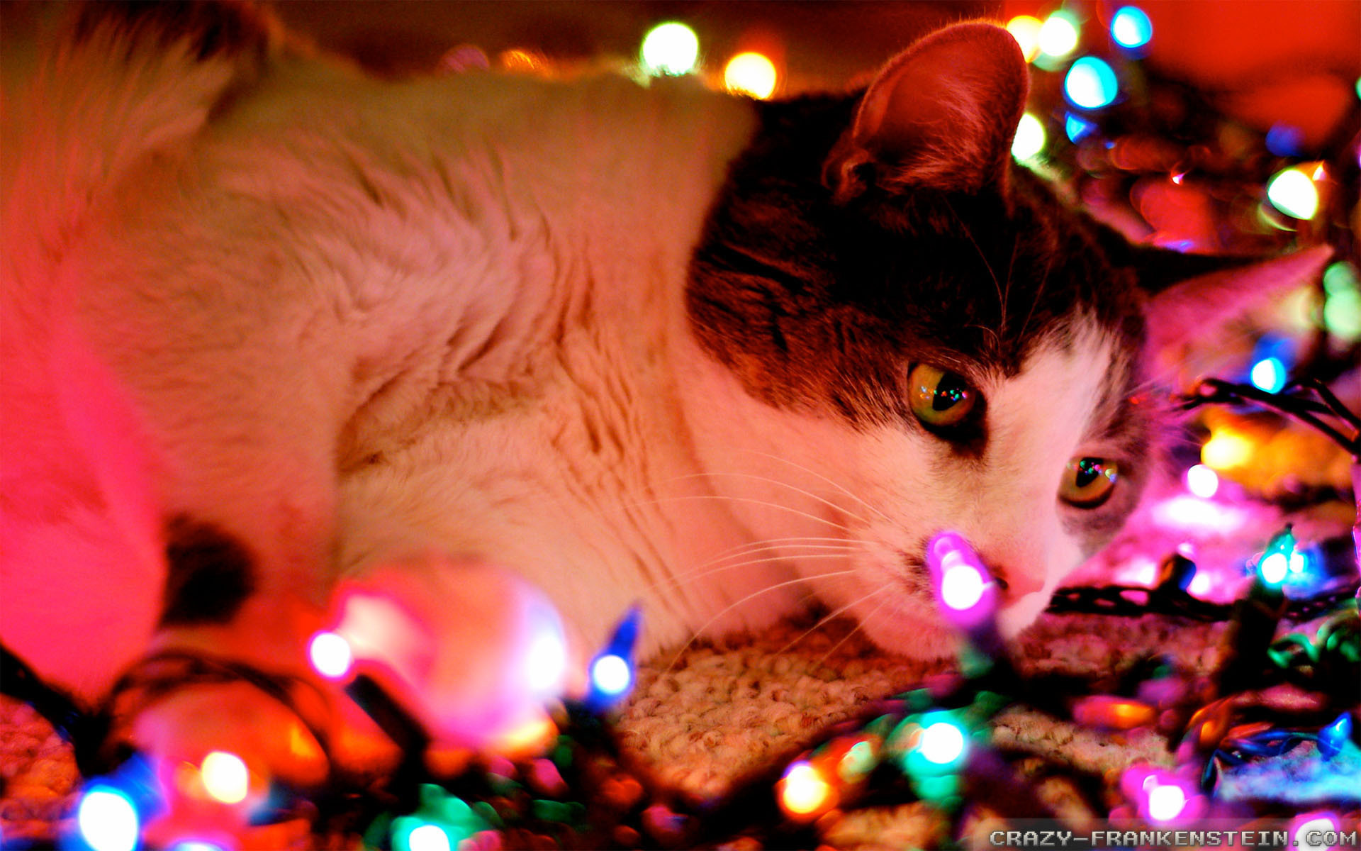300 Free Christmas Cat  Christmas Images  Pixabay
