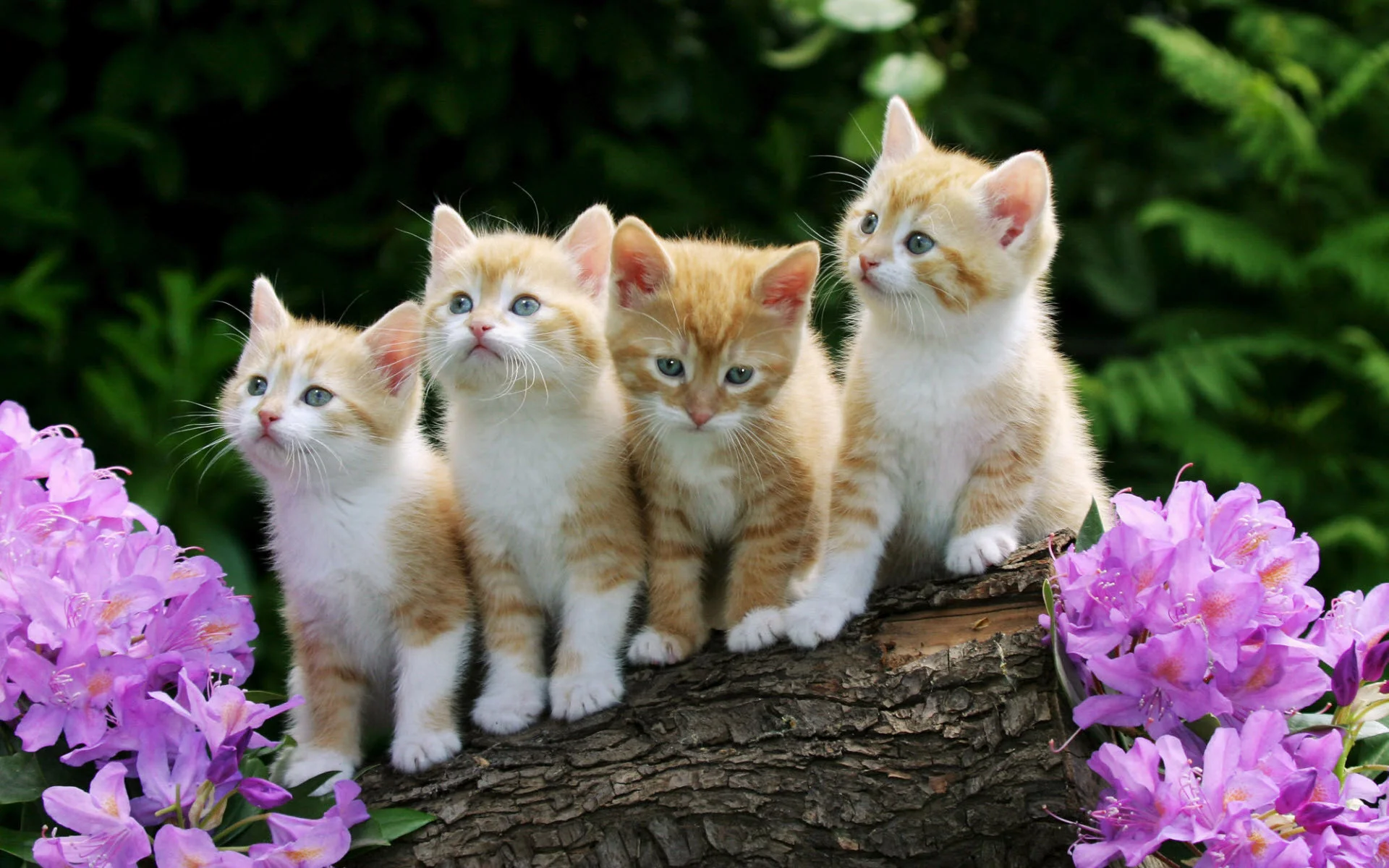 Curious Kittens Wallpapers | HD Wallpapers