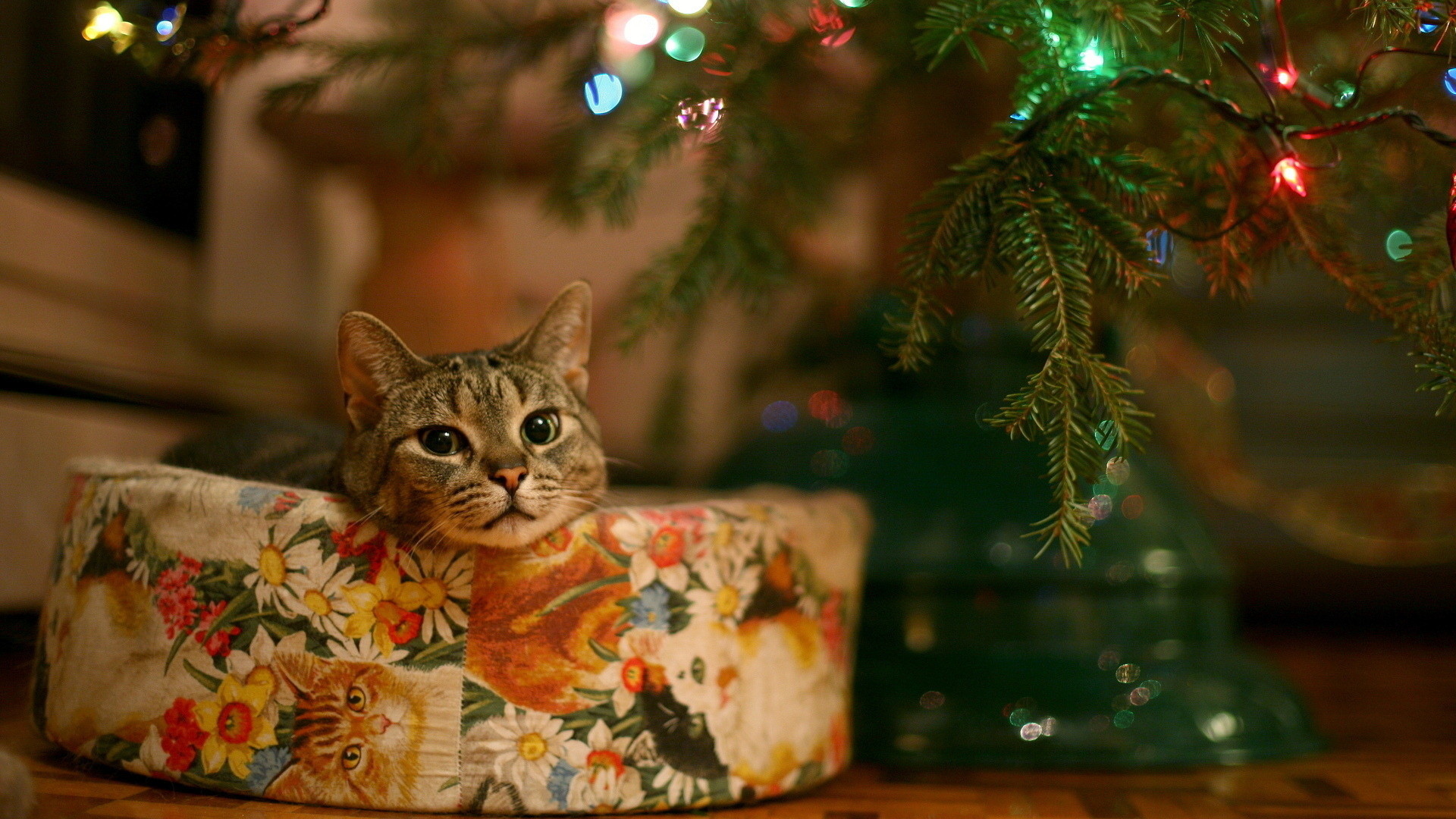 Cute christmas cat, Full HD, 1080p, wallpaper, 1920Ã1080
