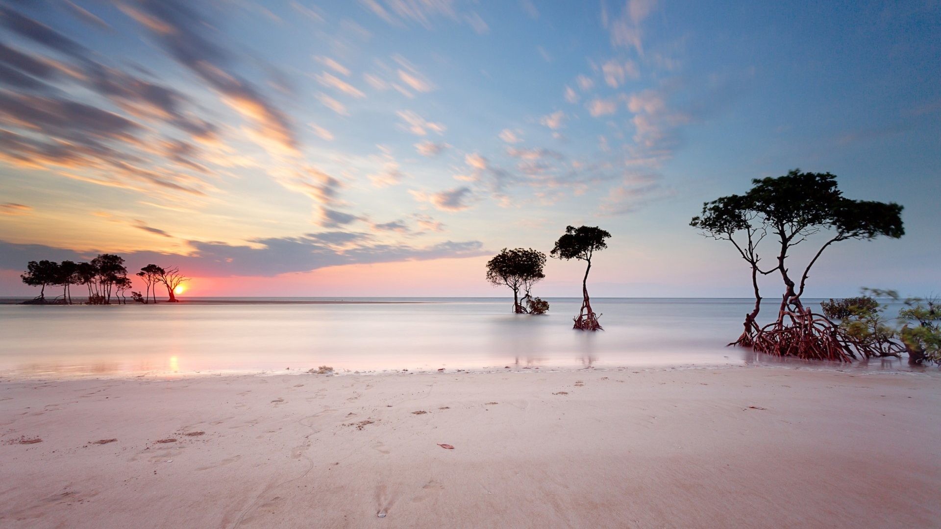 Seashore Tag – Sea Pinky Sunset Grow Shore Silhouettes Trees Seashore Beach Live Wallpaper Free Download