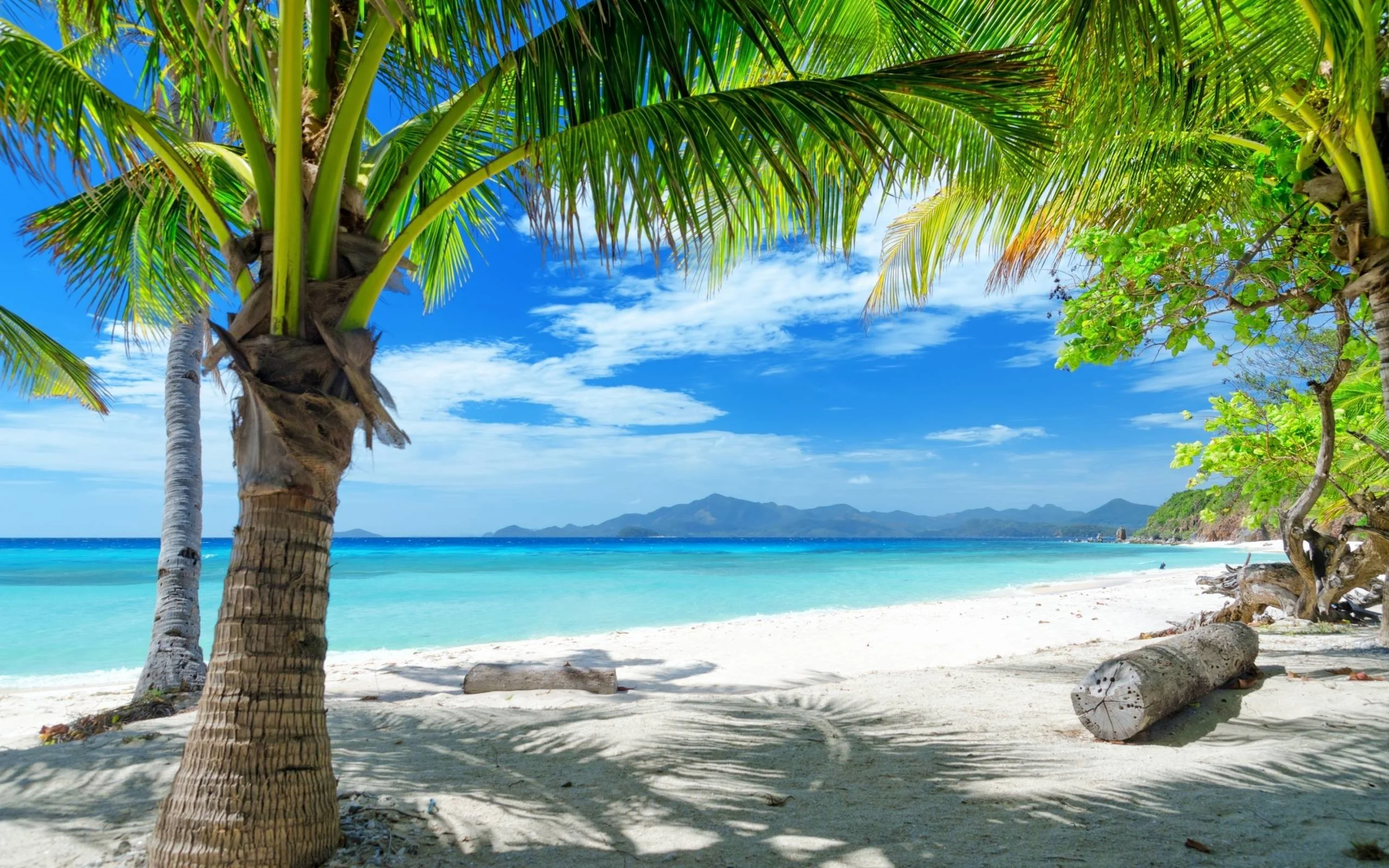 Tempting ocean beach with palm trees HD Desktop Wallpaper HD