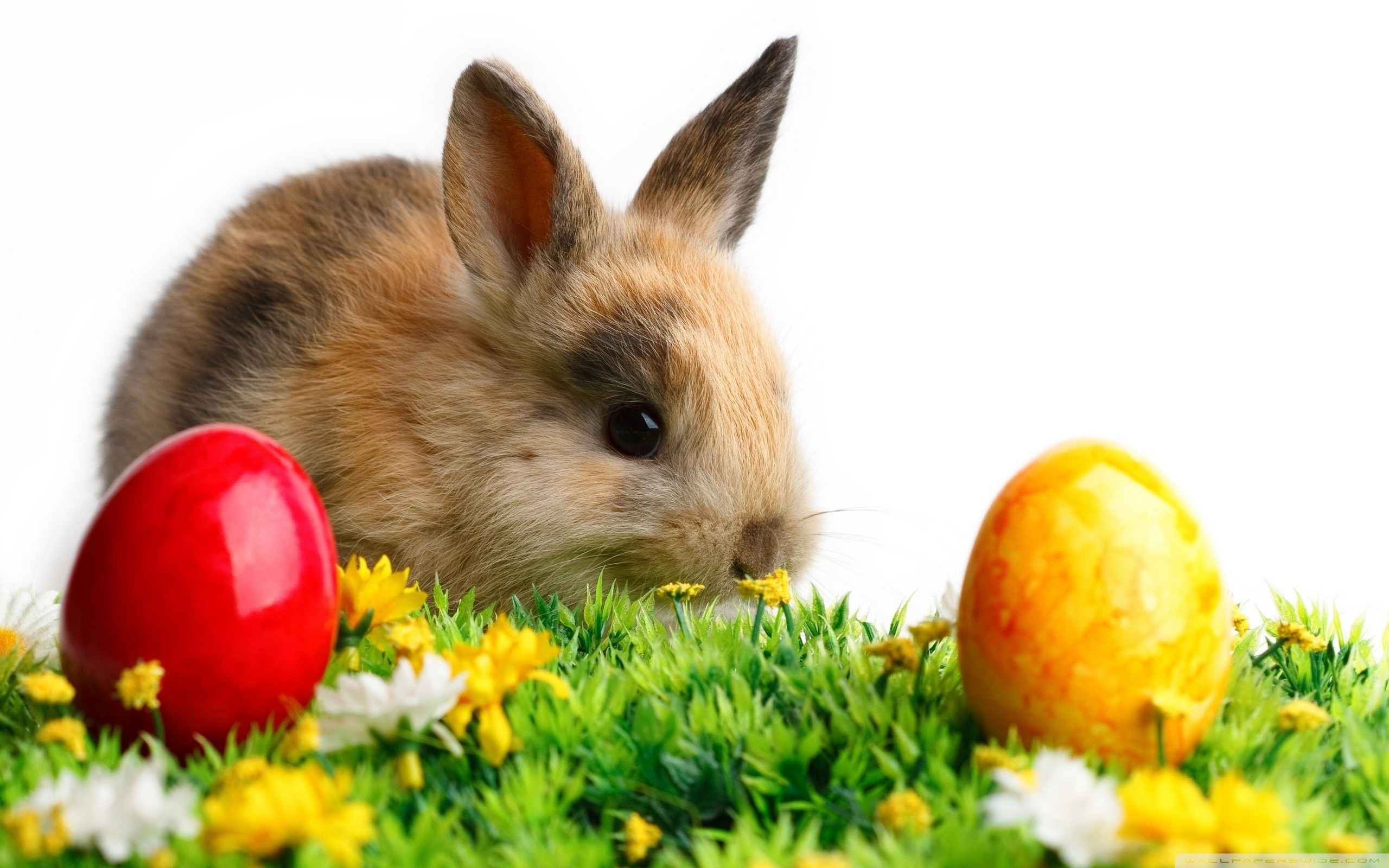 Easter Cute Rabbit HD Wide Wallpaper for Widescreen