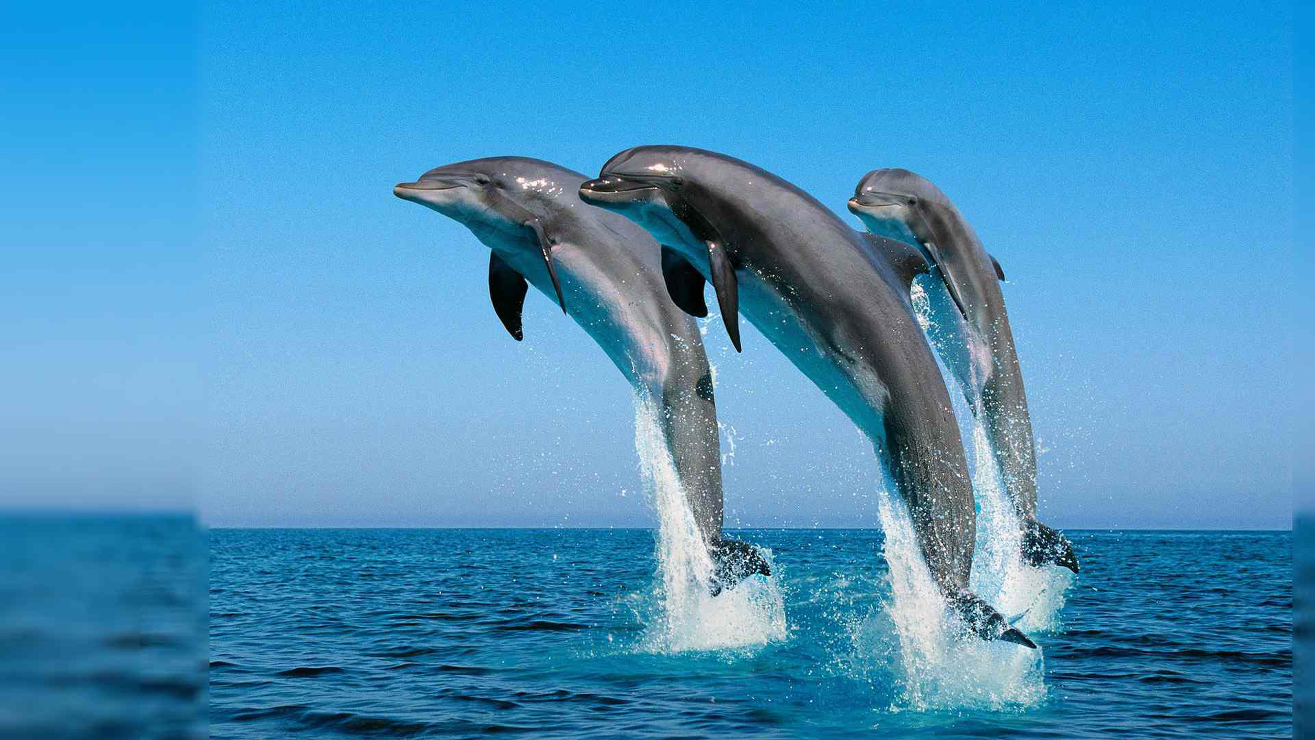 Dolphins Jump In The Air To The Caribbean Sea Summer Hd Wallpapers For Desktop Wallpapers13.com