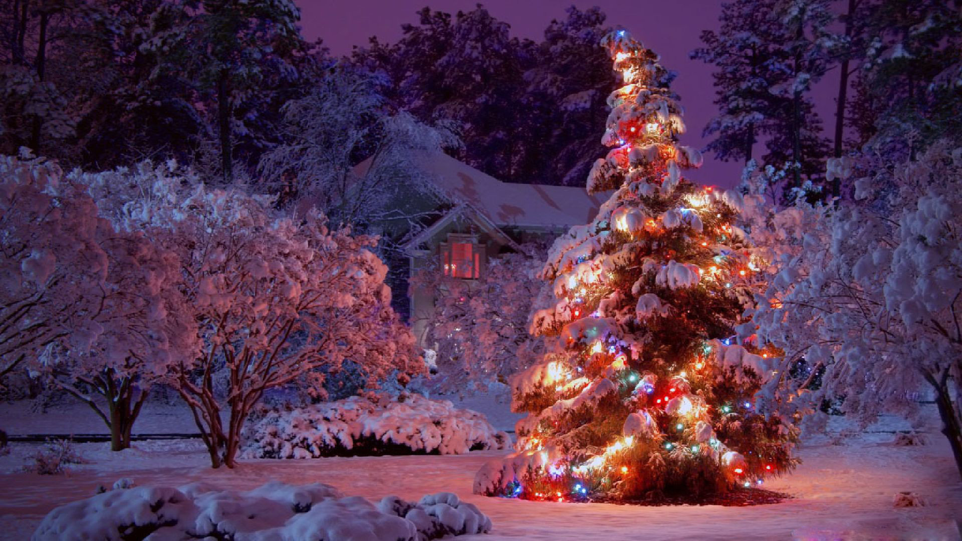 Christmas Lights Tree HD Wallpaper