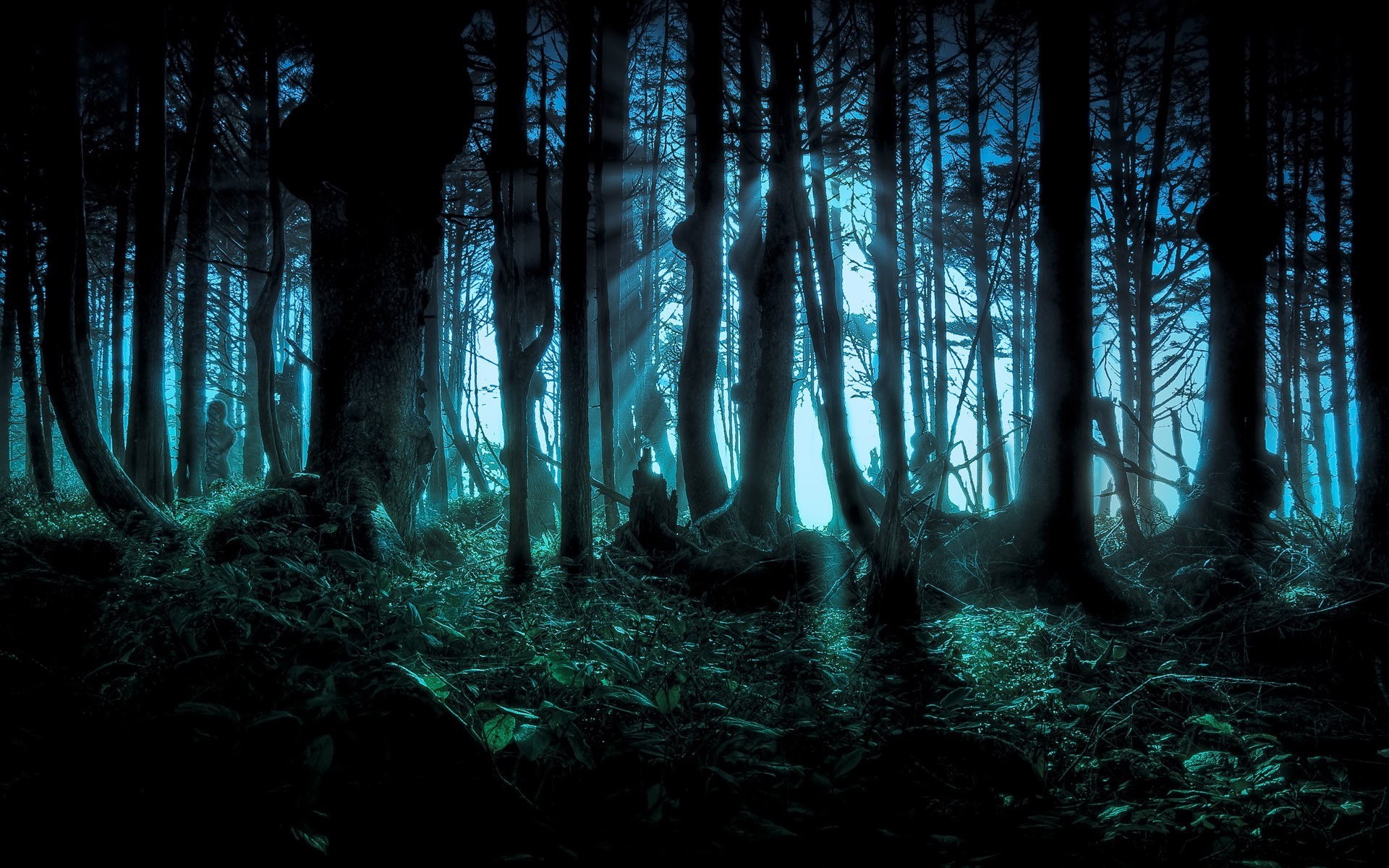 Spooky Forest — Backlit