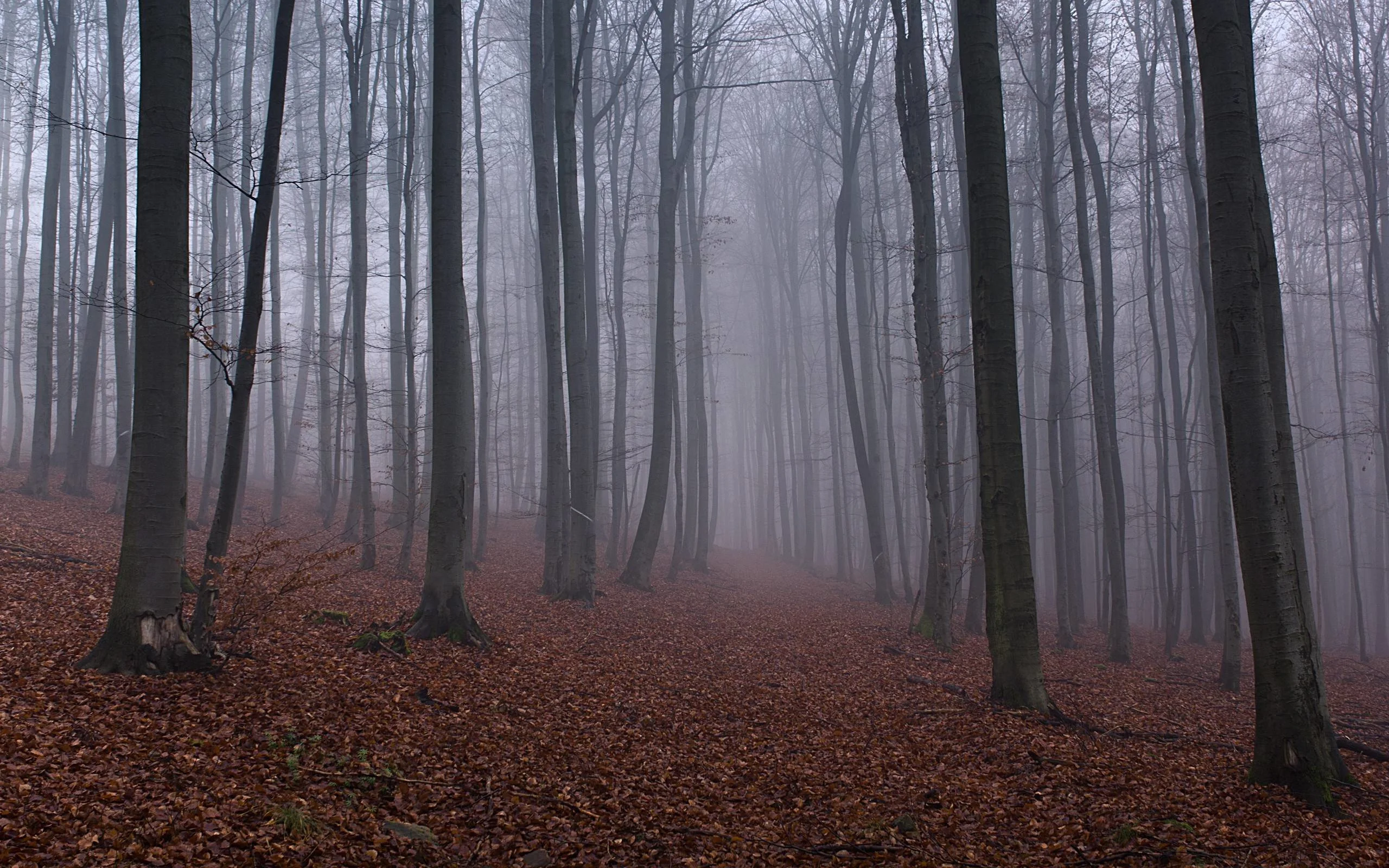 Free Woodland Misty Wallpapers, Free Woodland Misty HD Wallpapers