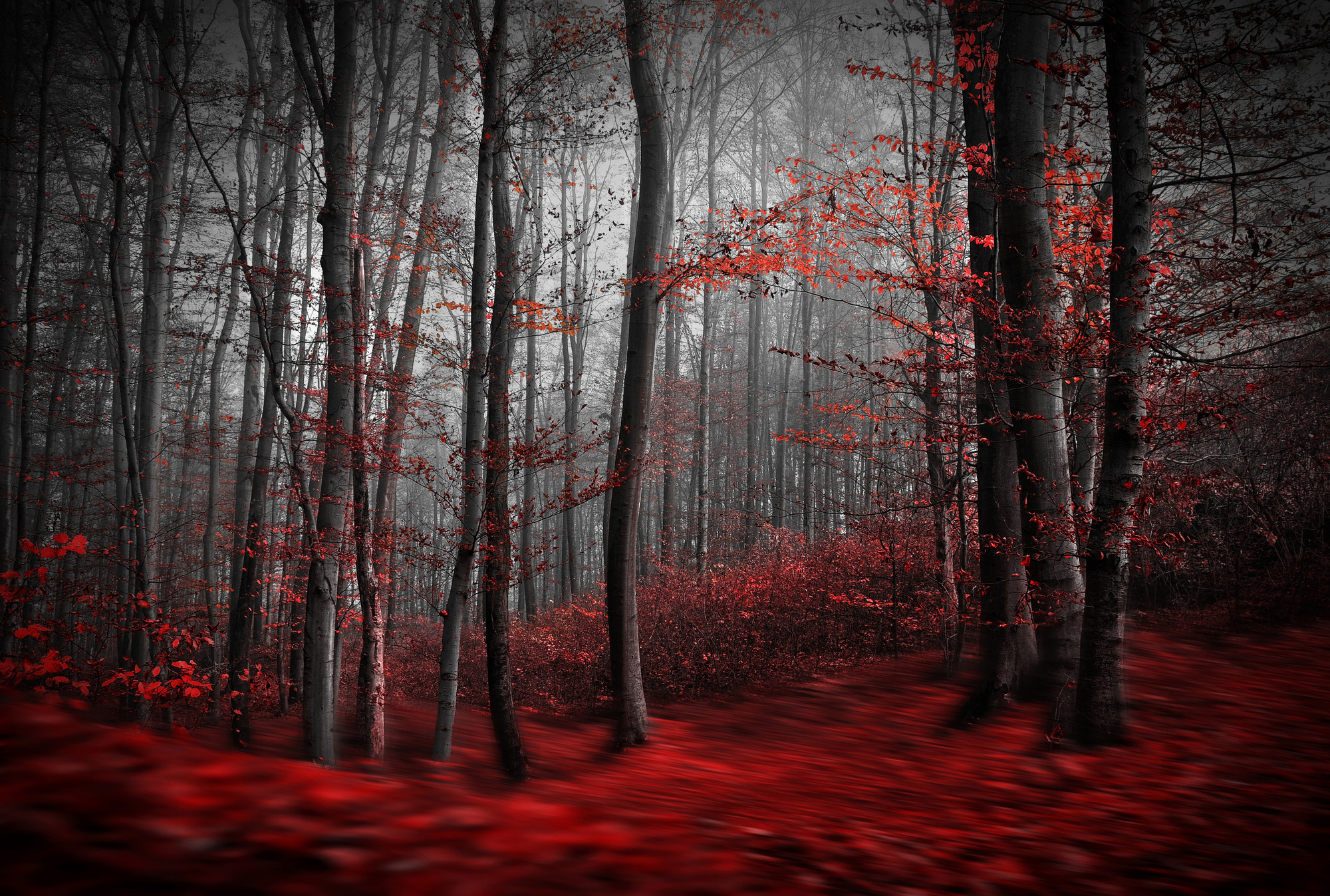 Red Forest wallpaper by UnknownAlien  Download on ZEDGE  a34c