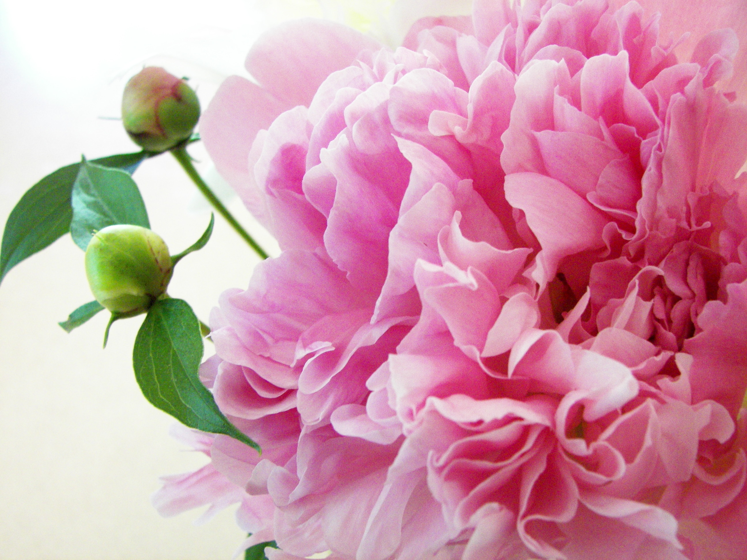Peony, my all time favorite flower And, I imagine that is what heaven smells like. the peony flower