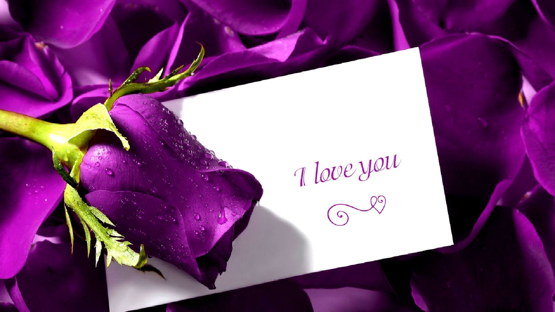 valentines day purple rose hd wallpaper