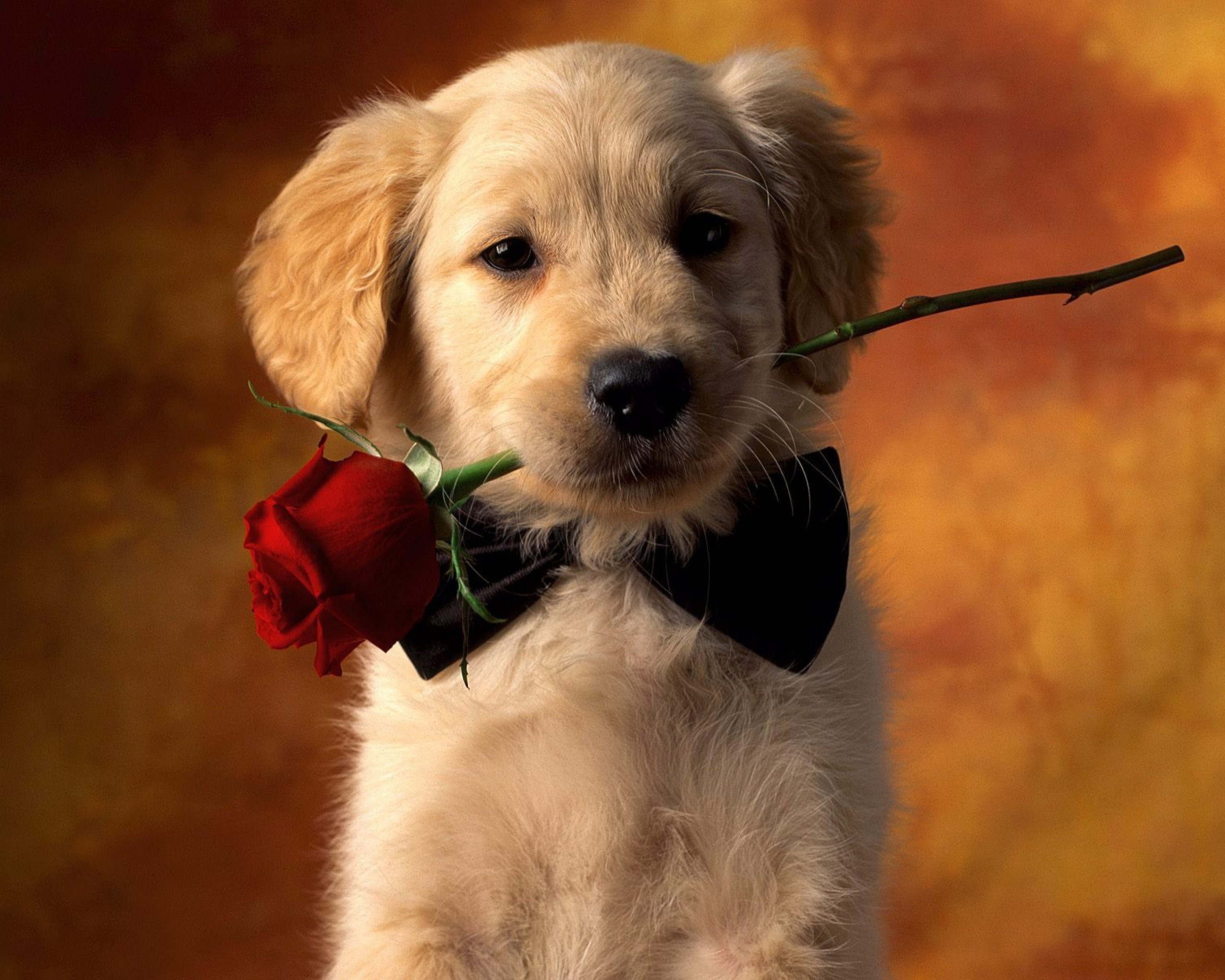 Animal – Dog Red Rose Rose Puppy Pet Animal Cute Wallpaper