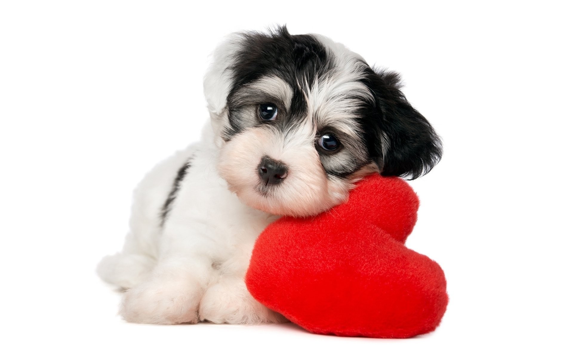 Animal – Puppy Animal Dog Heart Cute Wallpaper