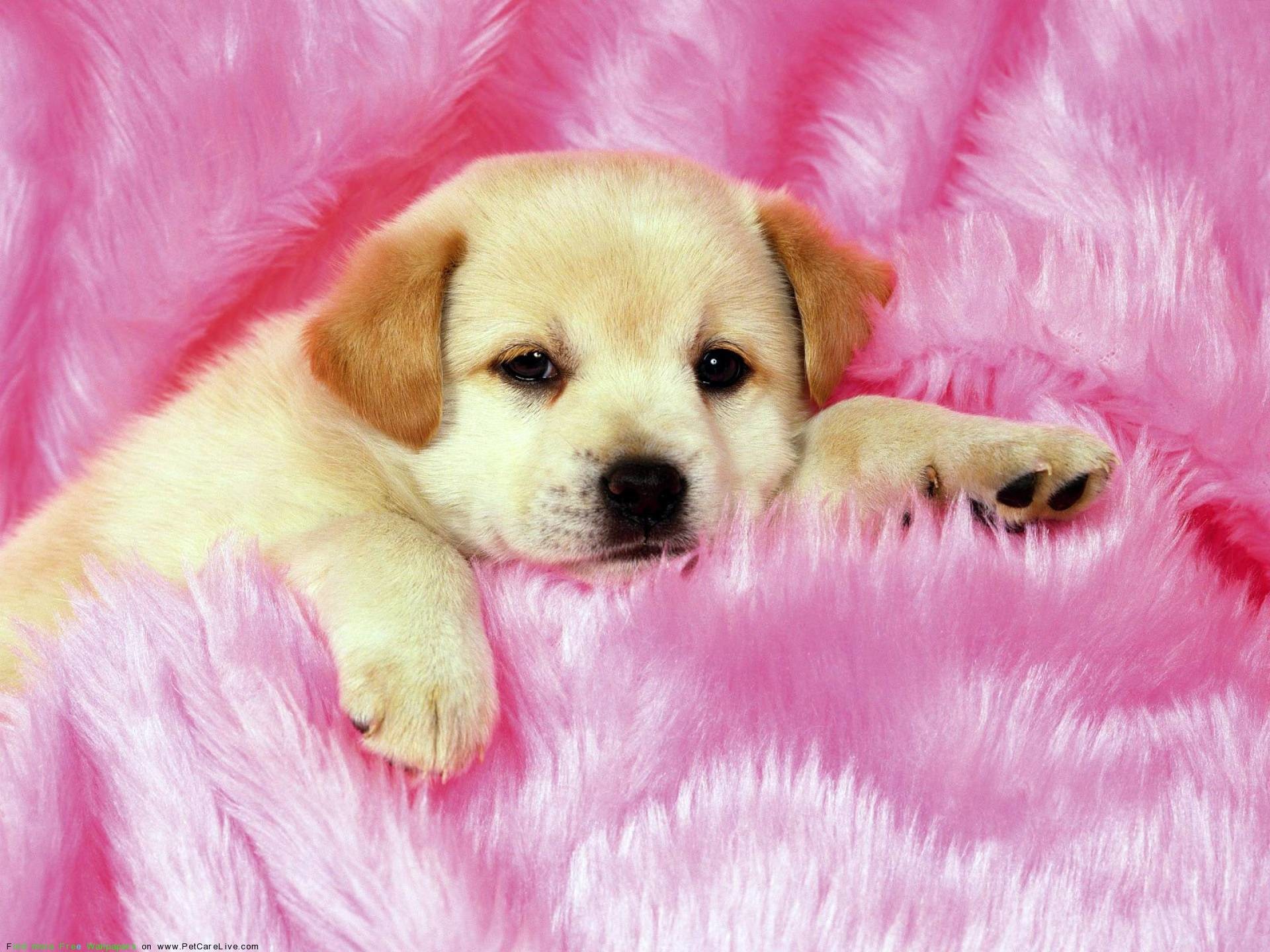 Cute Dogs And Puppies Wallpapers – Wallpaper Cave