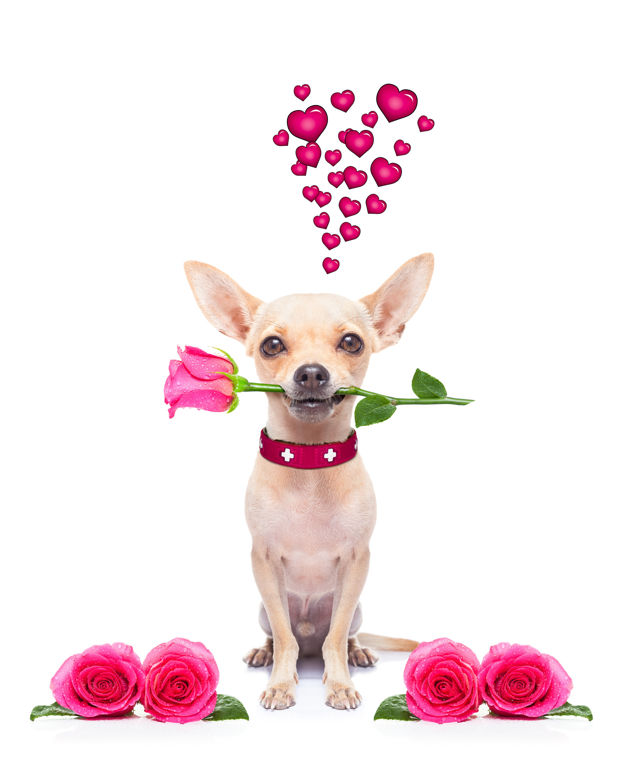 Dog, flowers, valentines day
