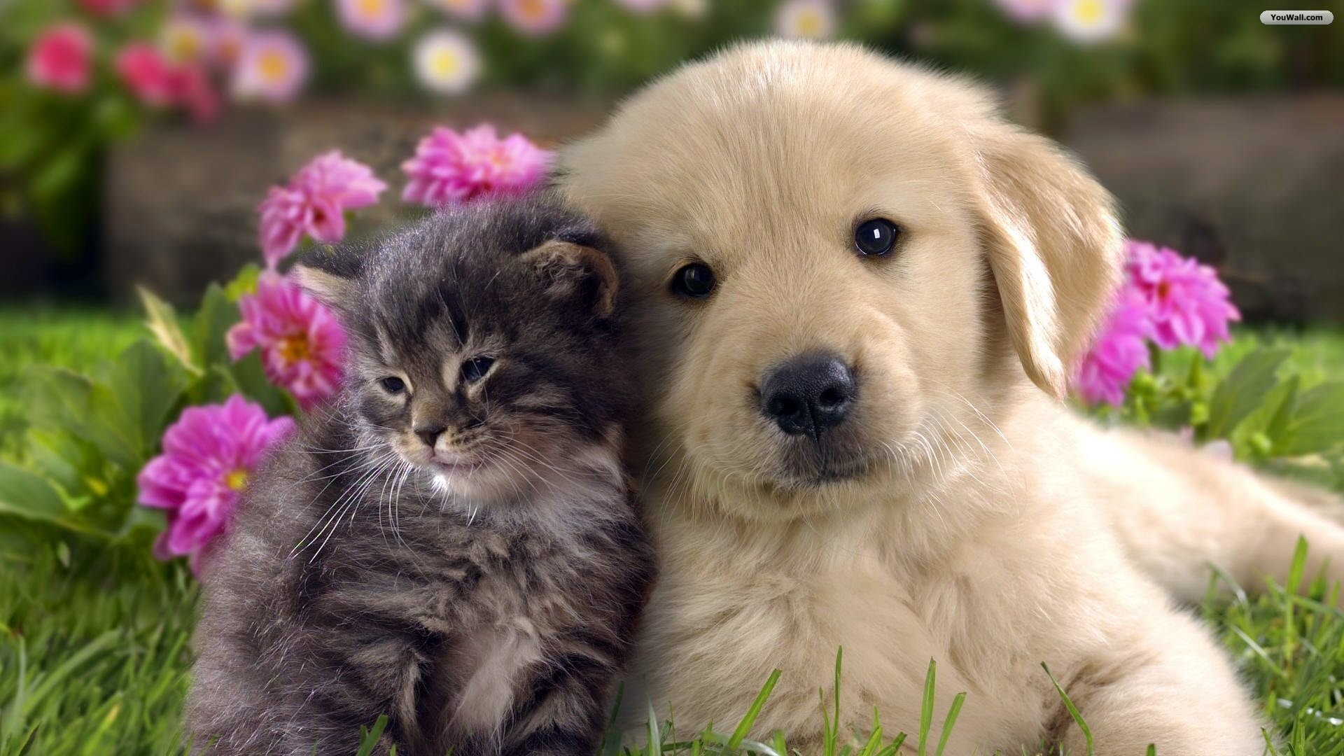 Cat and Dog Wallpaper
