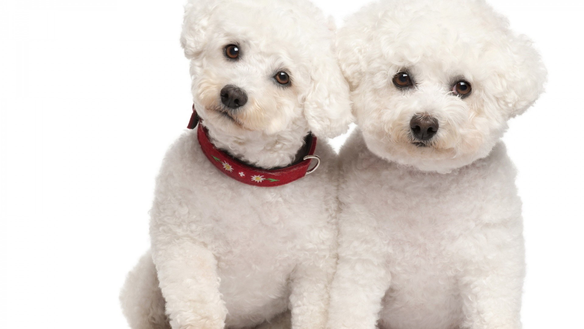 White Little Poodle Dog Wallpaper. White Poodle Couple Picture