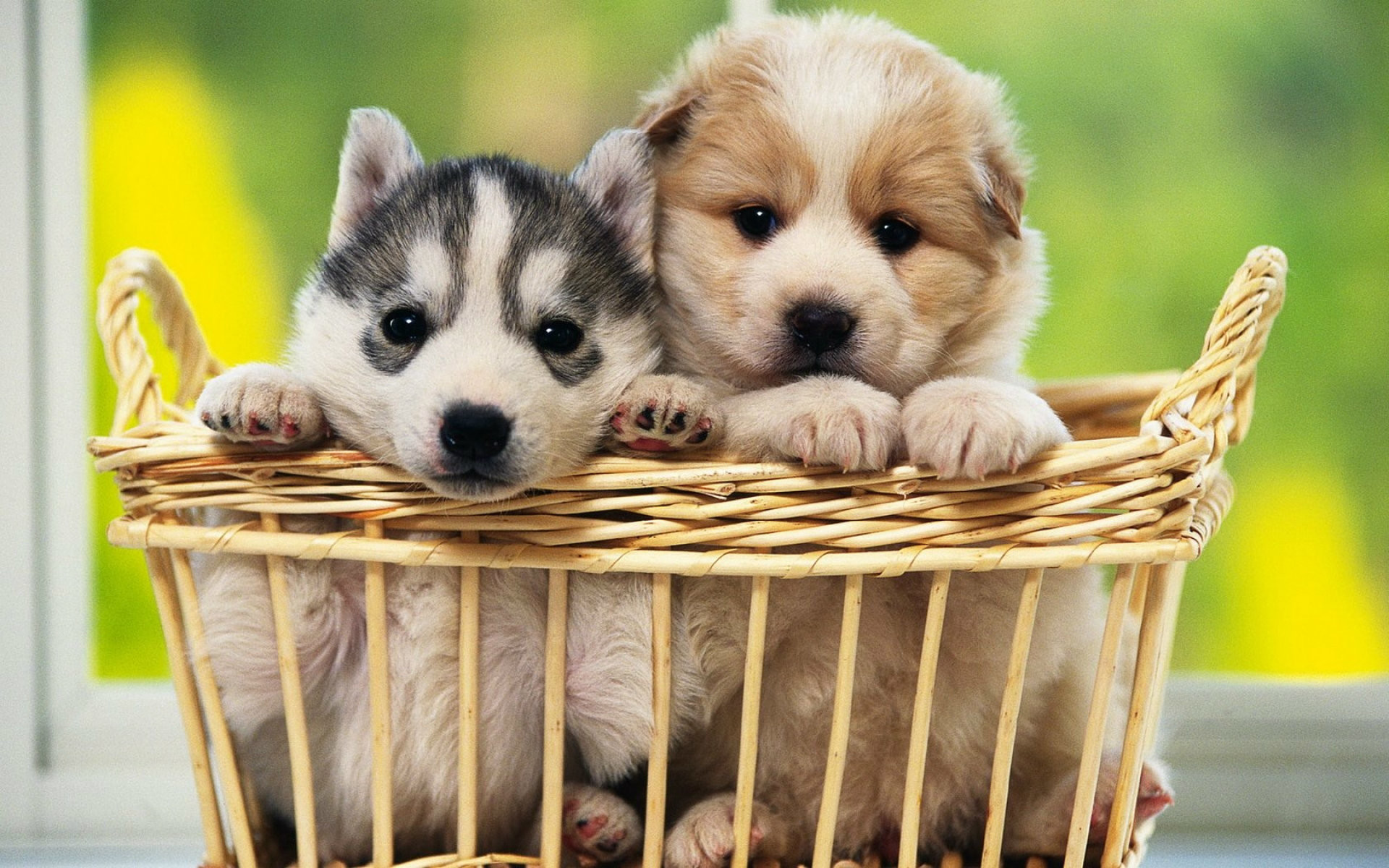 Images of Cute Dog Wallpapers