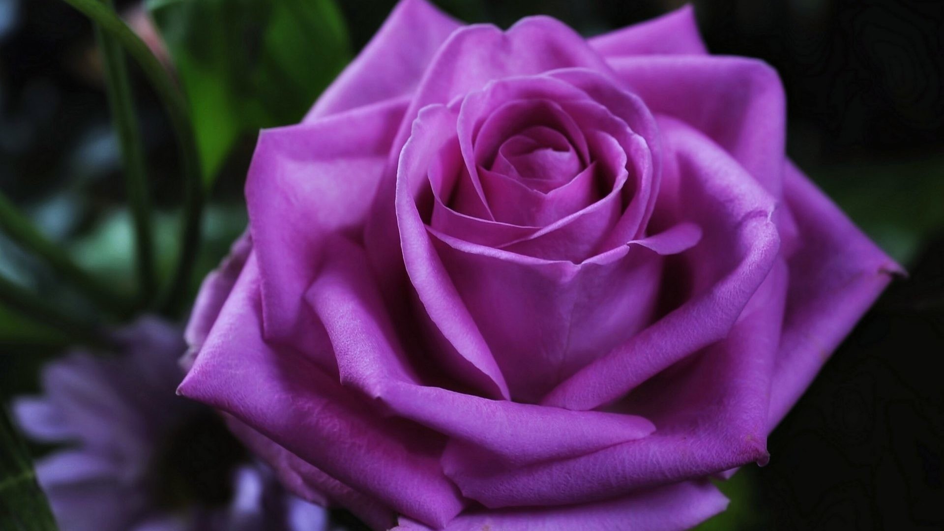 Love Tag – Flowers Emotions Purple Love Violet Spring Life Rose Red Romance  New Nature Desktop