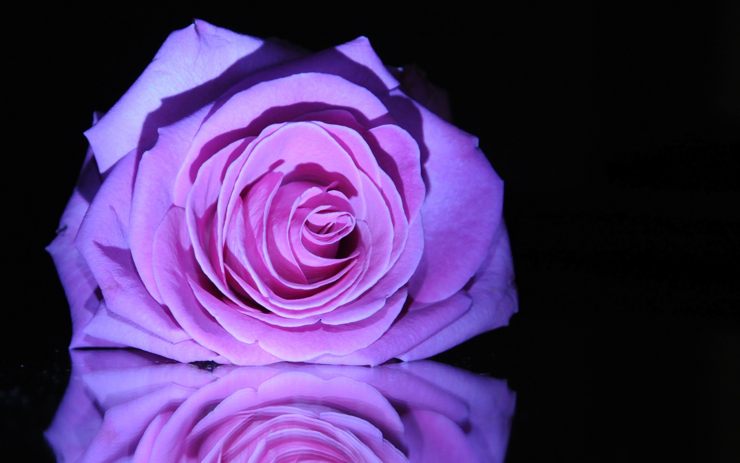 Nature Reflection Life Beautiful Still Love Purple Roses Photography Pretty  Beauty Flowers Rose Lovely Flower Wallpaper