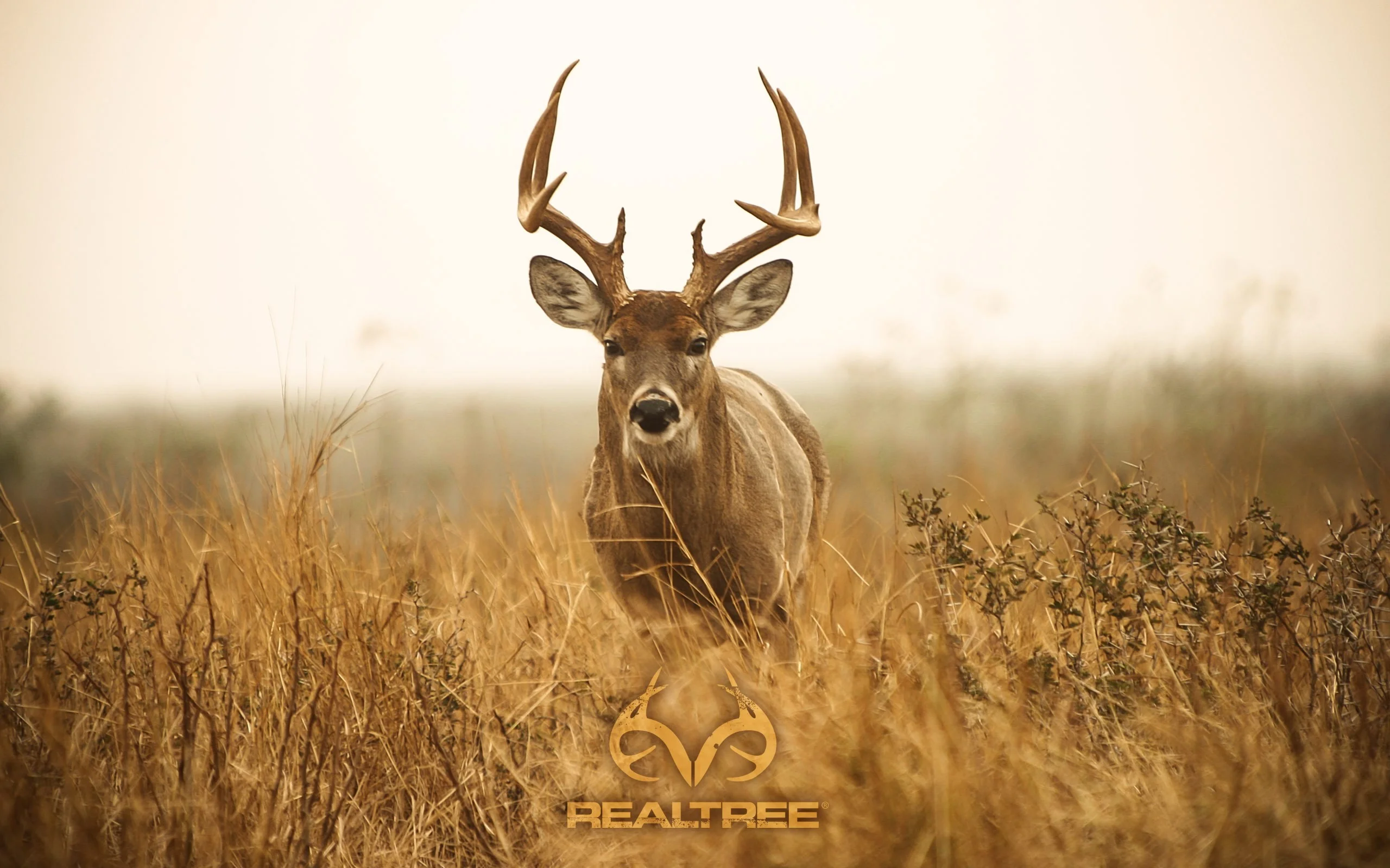 best-realtree-images-download-wallpaper-wp4002617