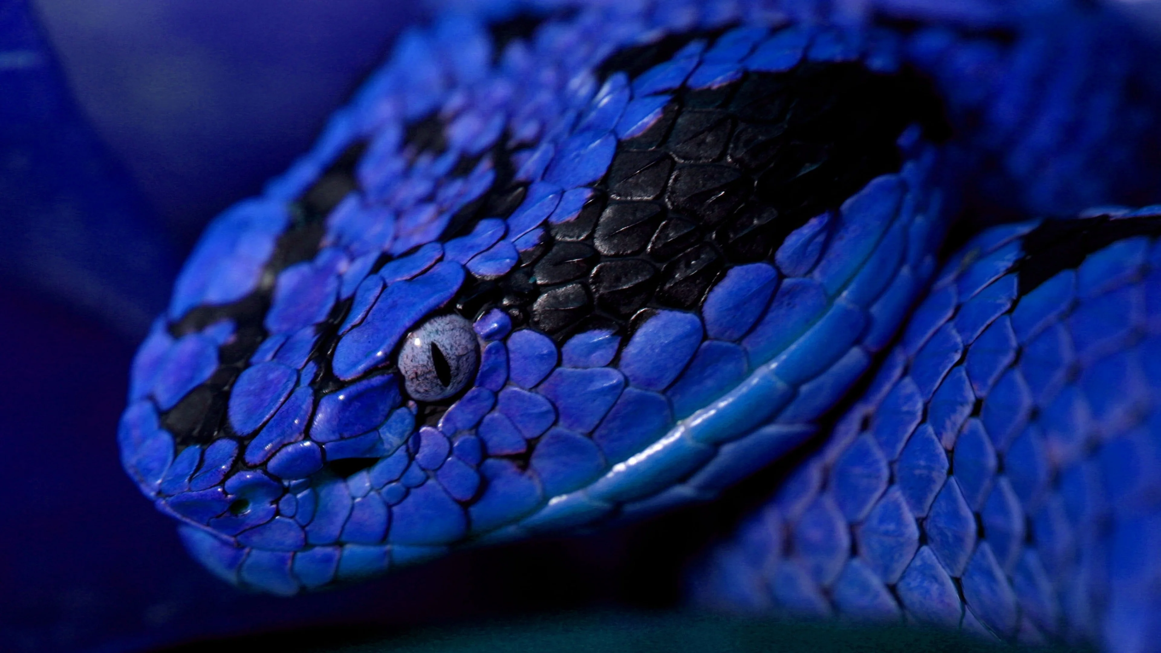 Wallpaper snake, eyes, color
