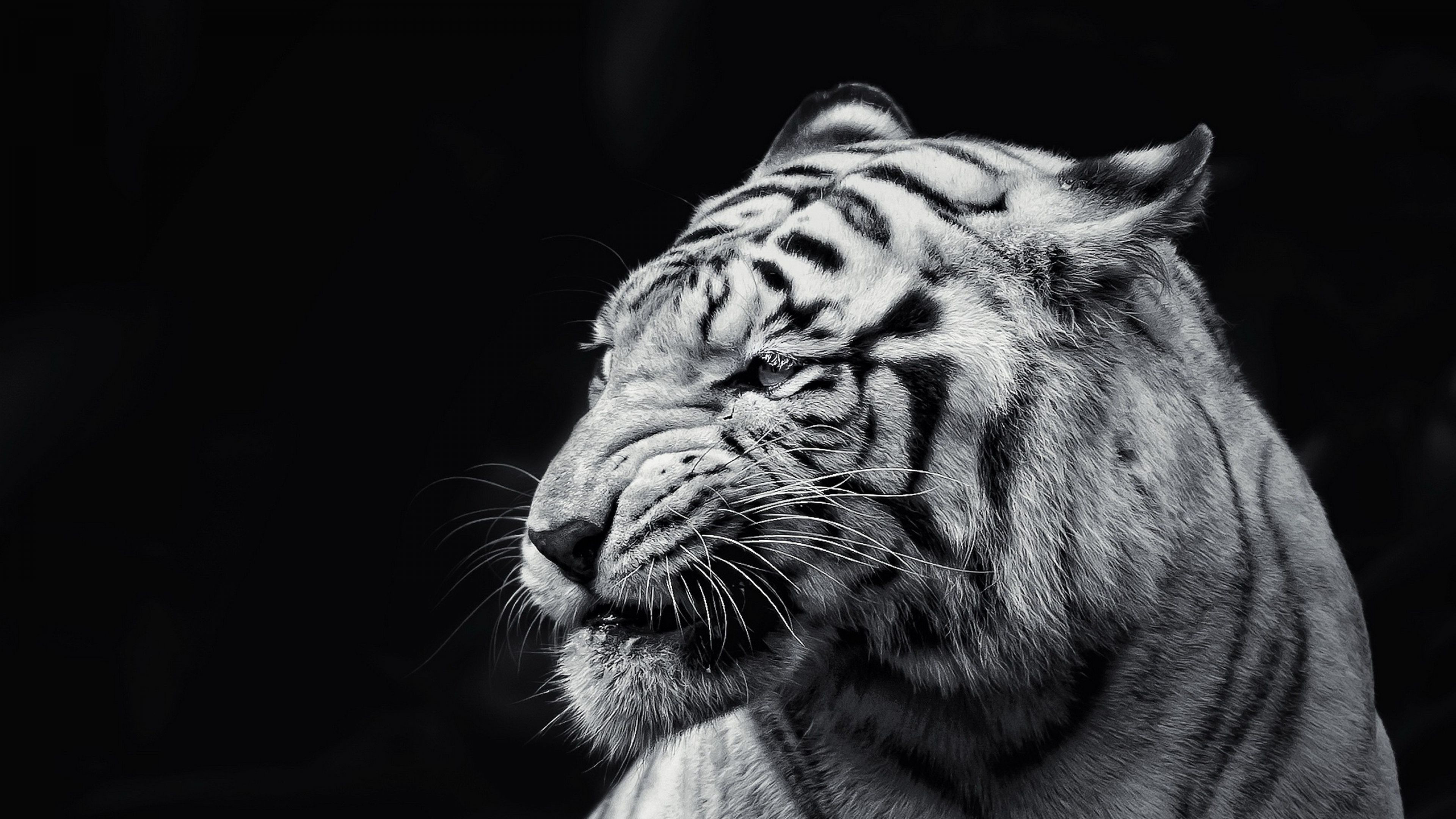 Download Wallpaper Tiger, Face, Eyes, Black and white 4K