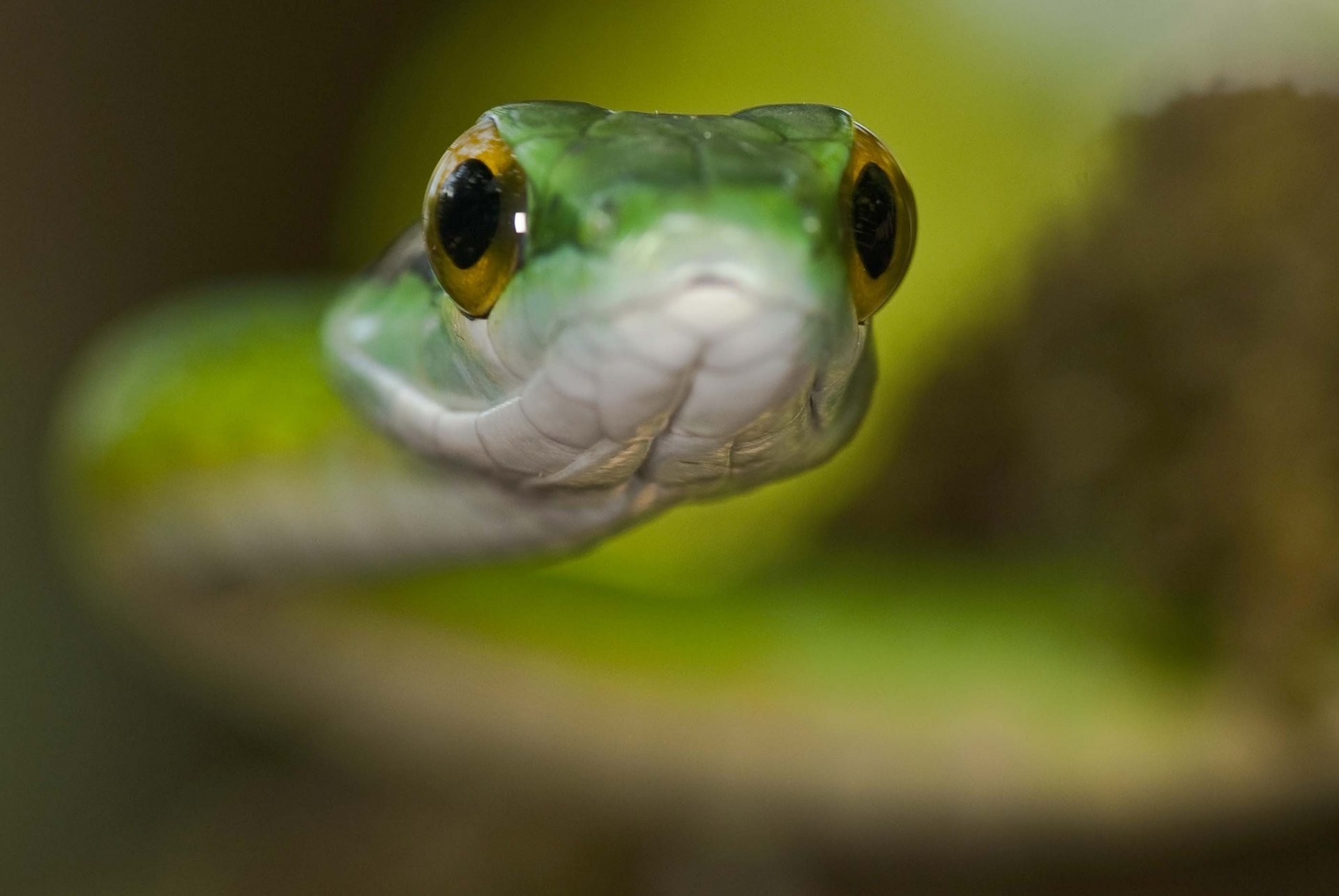 Snake eyes hypnosis close up