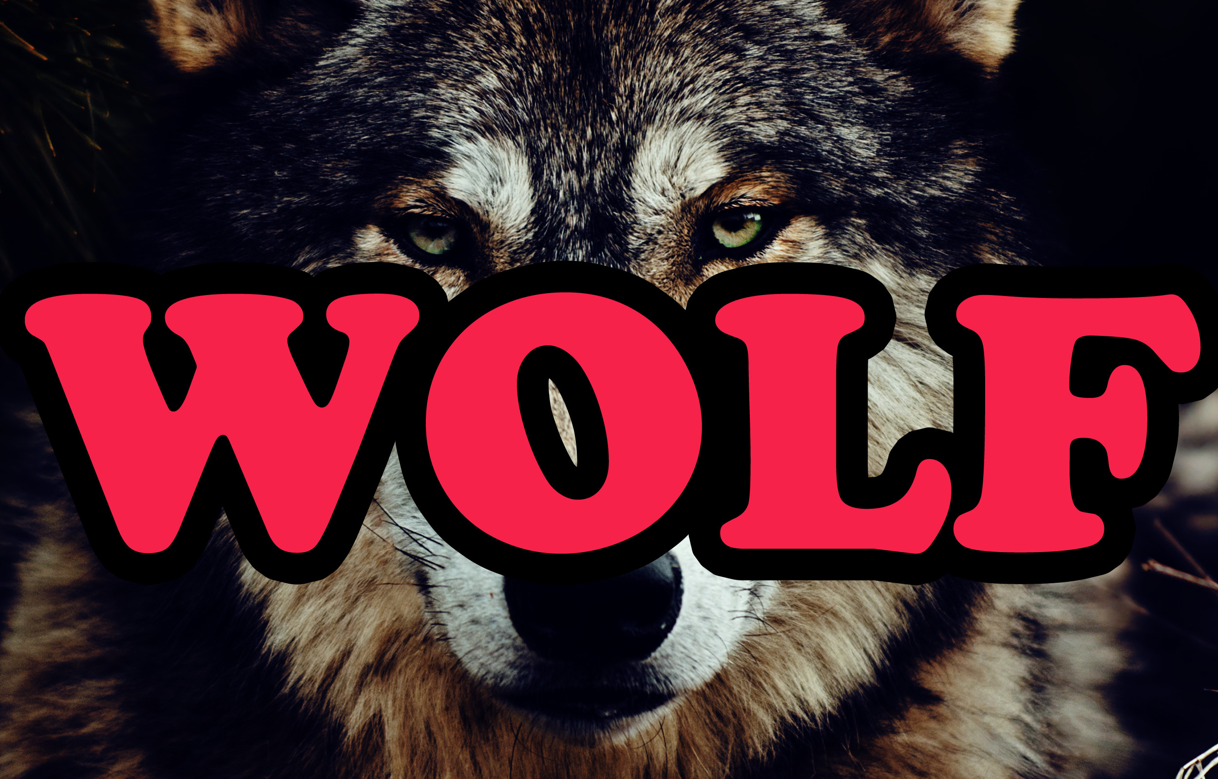 Слово wolf. Волк с надписью. Шапка для канала волк. Надпись Wolf. Красивая надпись волк.