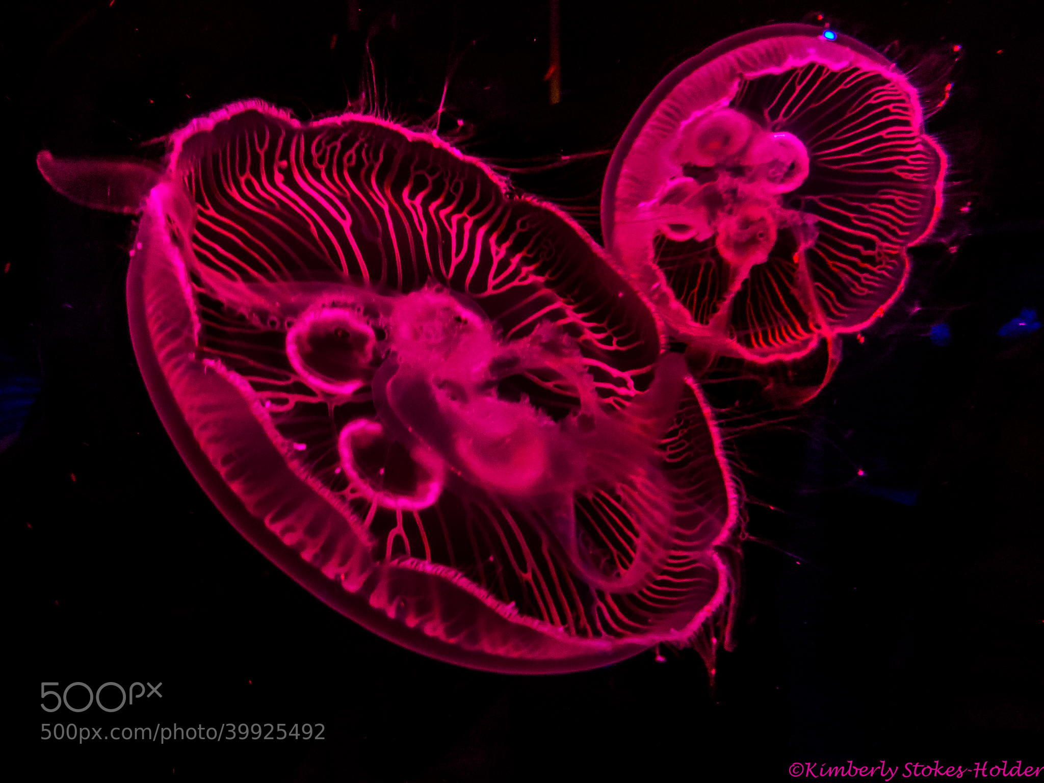 Pink Jellyfish Wallpaper Coolest 99GD
