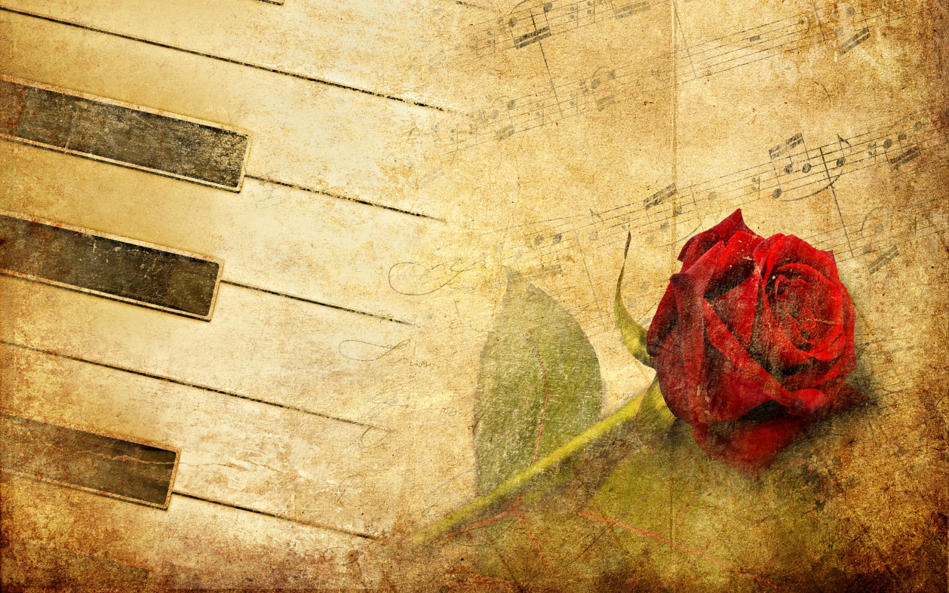 Wallpapers For > White Rose Piano Wallpaper