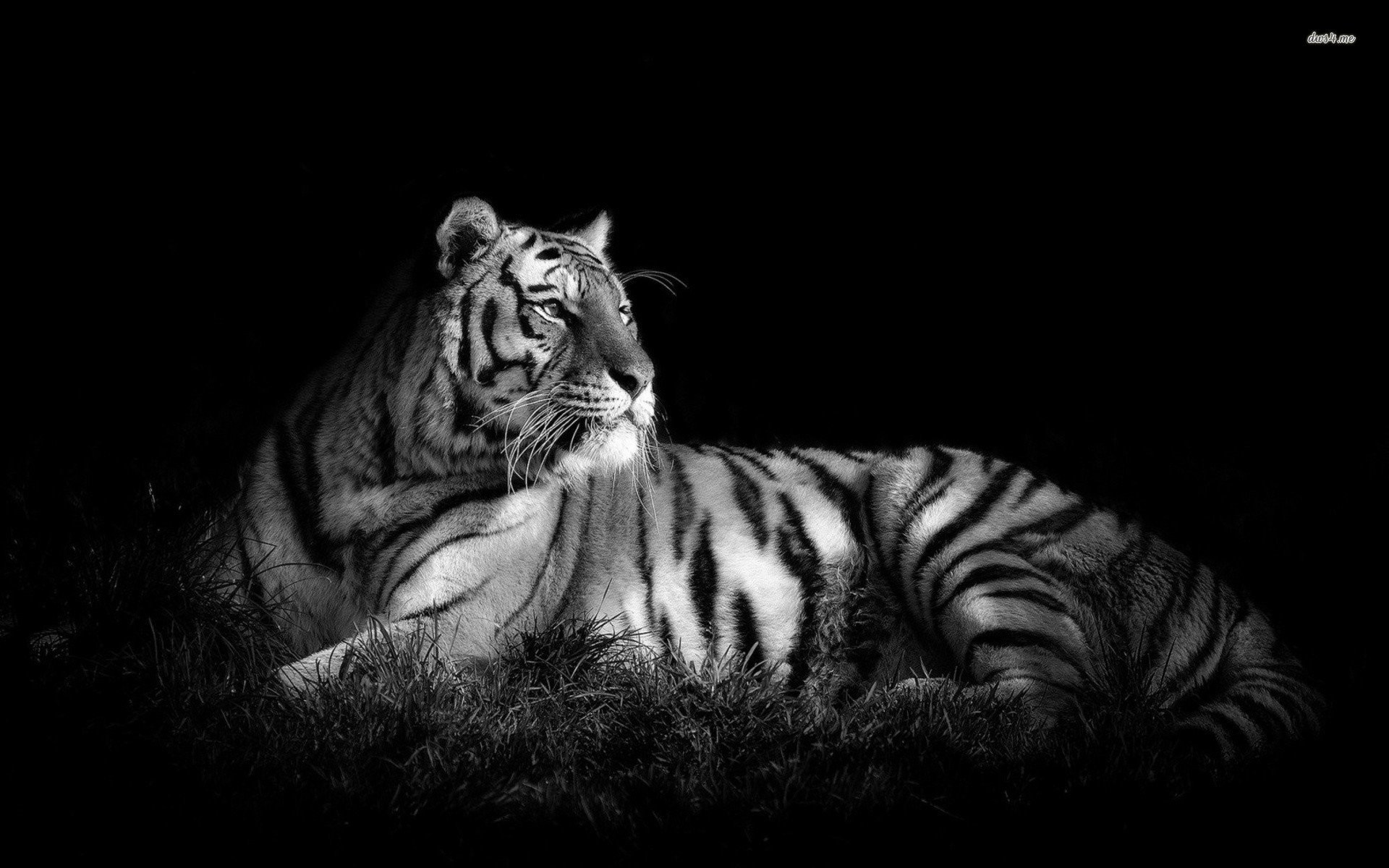 Page background black and white design joy studio design gallery – Black And White Tiger Wallpapers