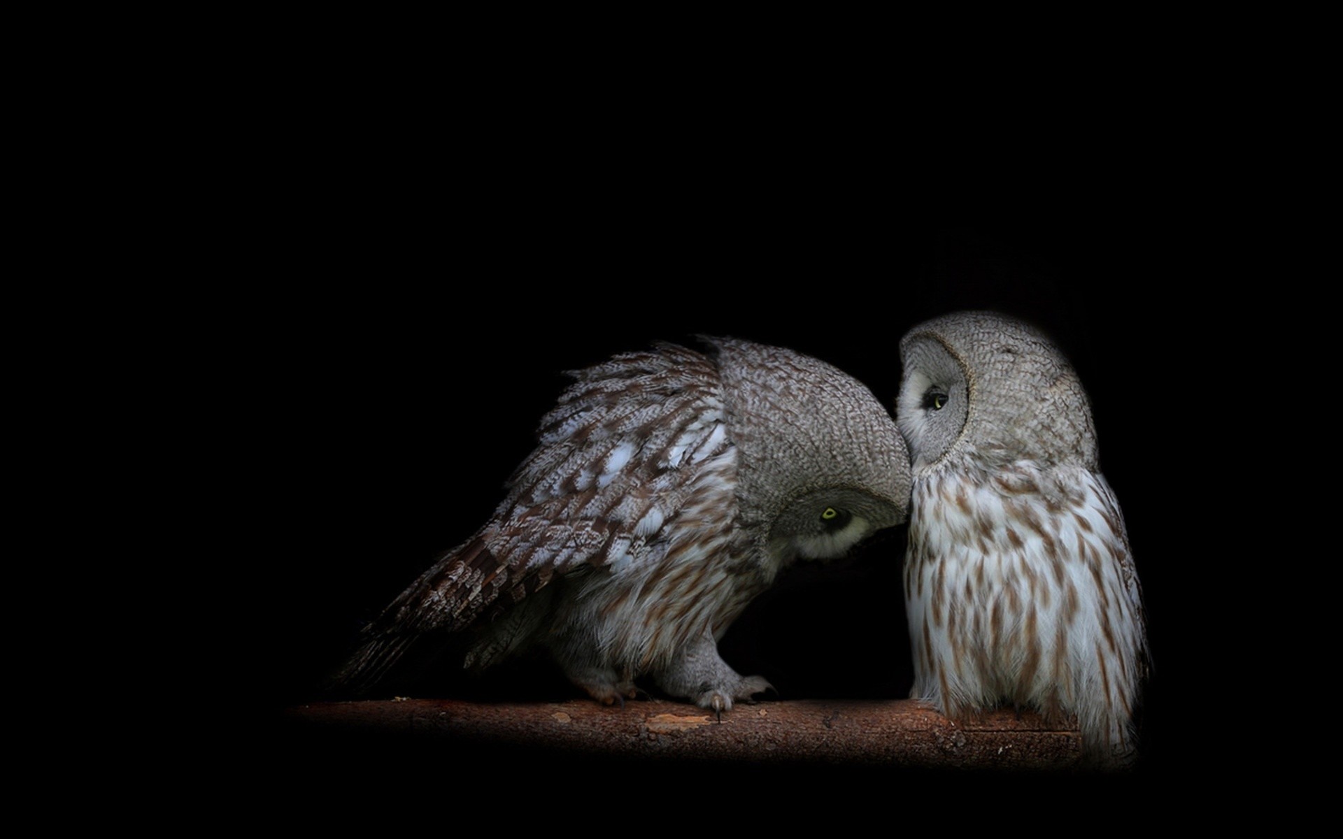 Kissing owls