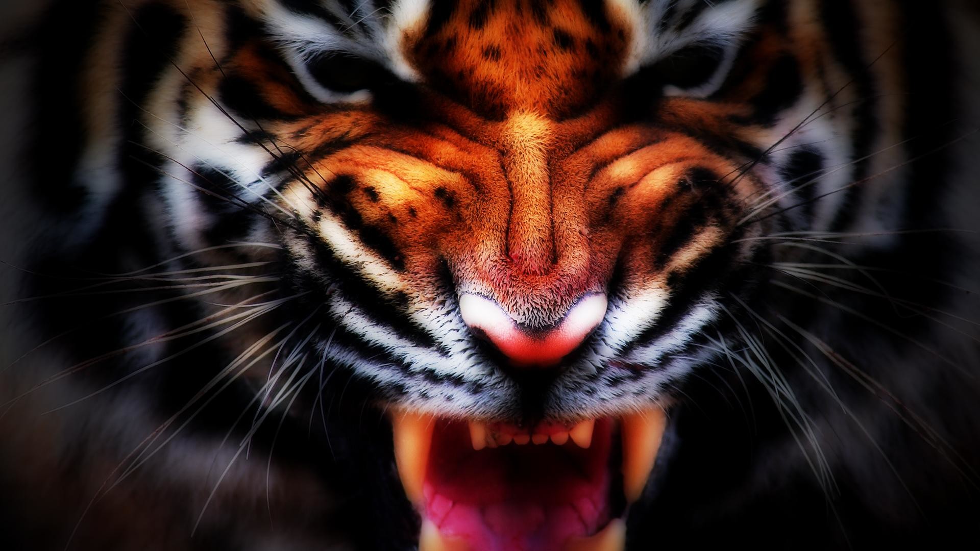 Tiger Wallpaper for iPhone 14  Priceo