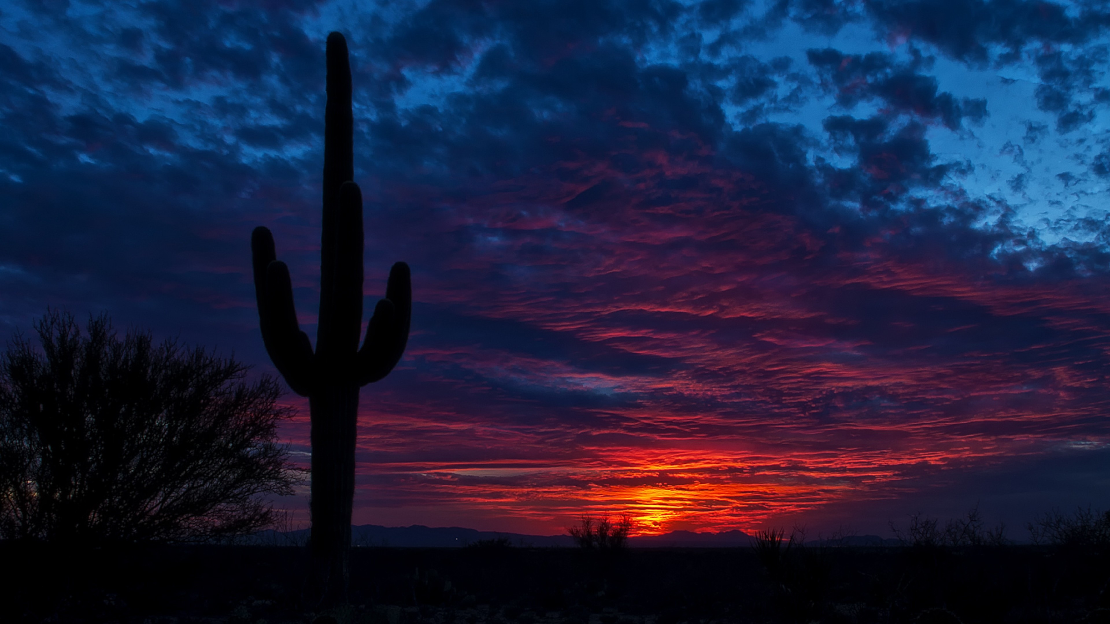Wallpaper tucson, arizona, cactus, night, sky