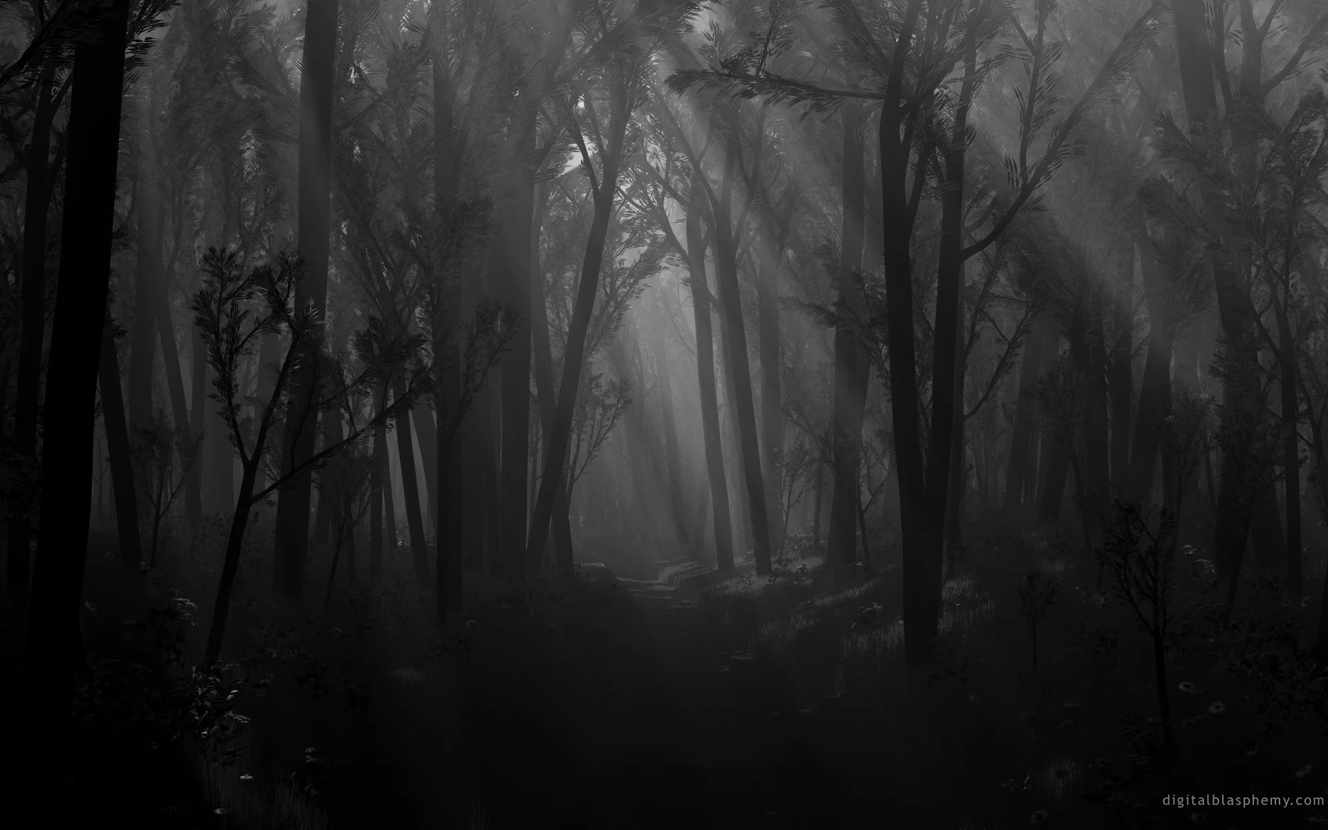 Scary Forest At Night Images & Pictures