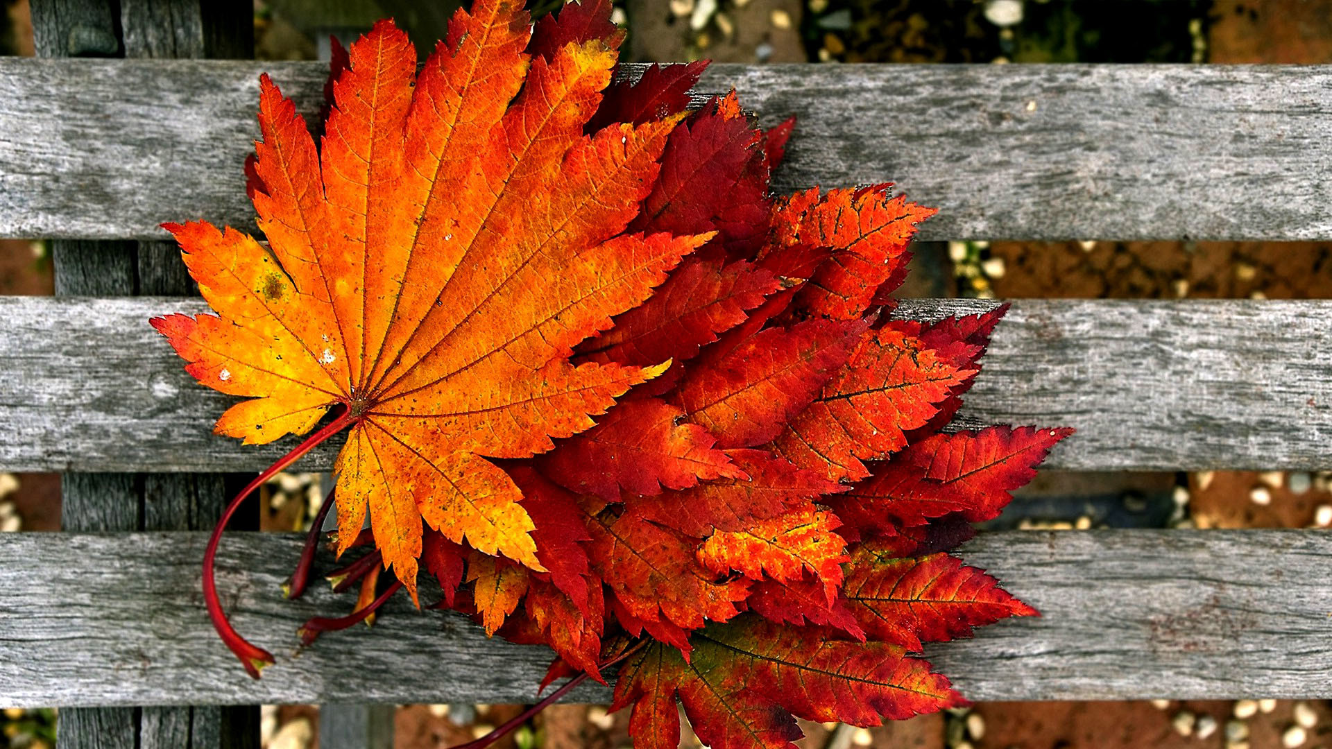 Autumn wallpaper HD nature