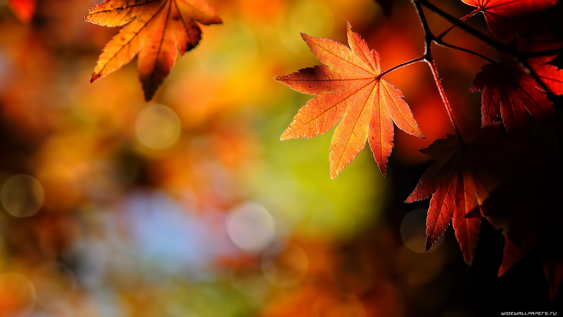 Autumn Wallpaper