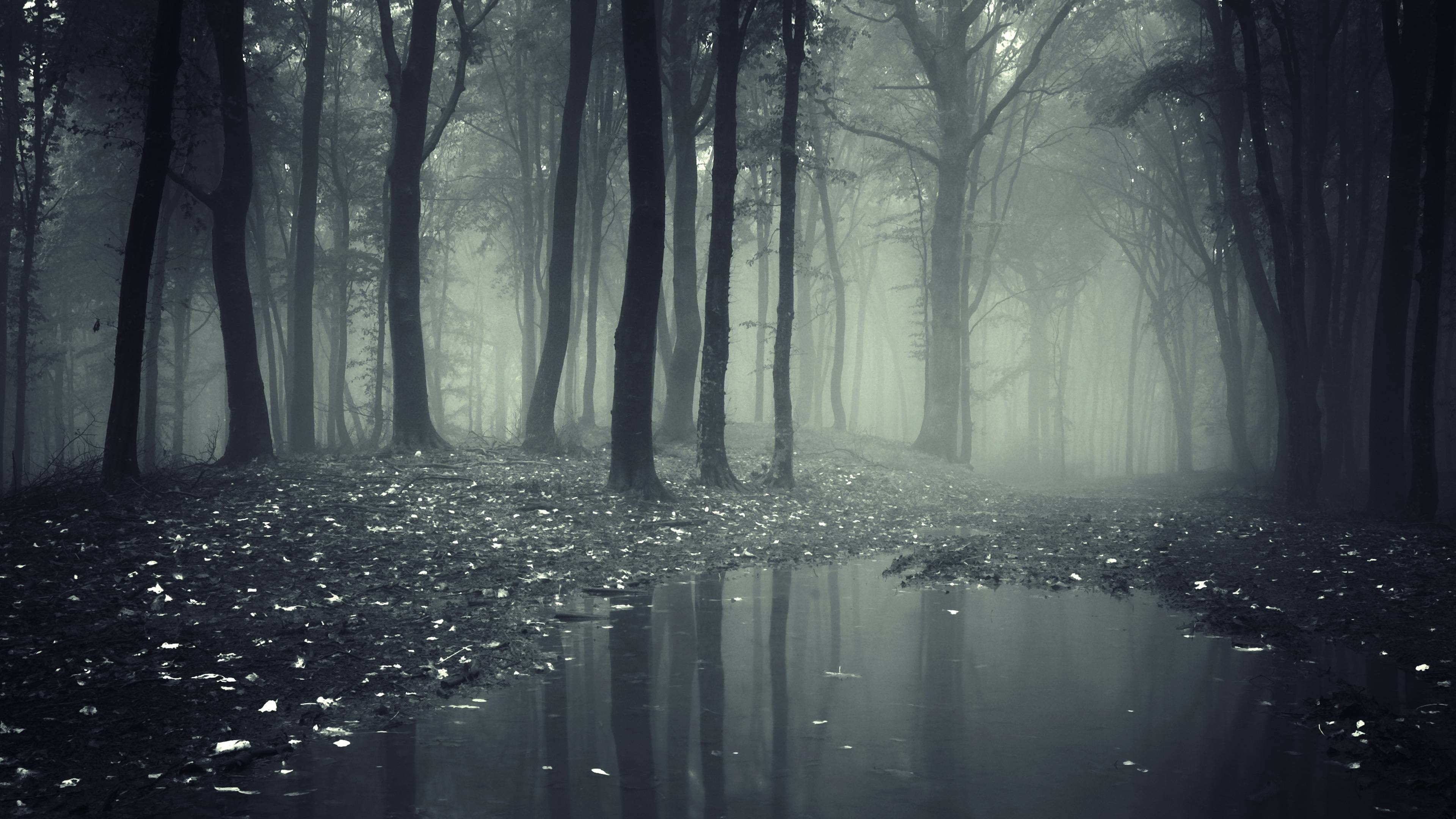 Creepy Dark Forest HD Wallpapers – High Definition Wallpapers