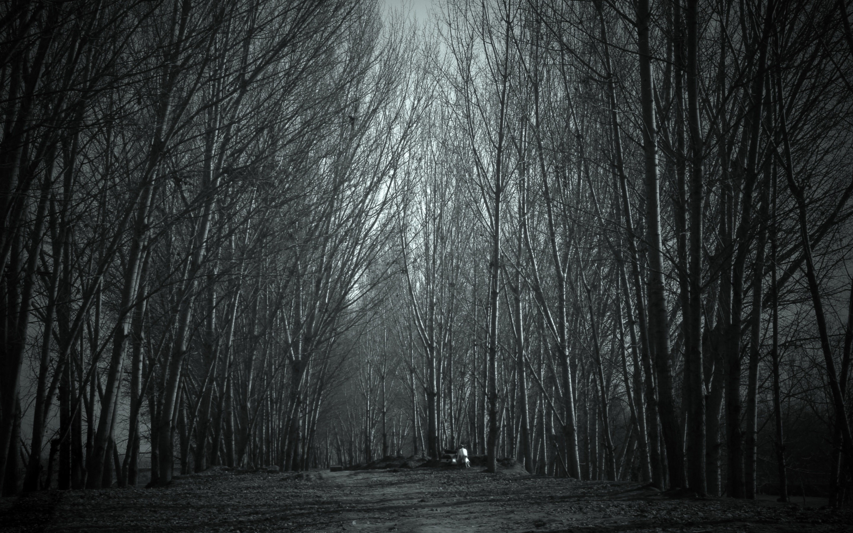 Spooky forest Haunted Forest wallpaper