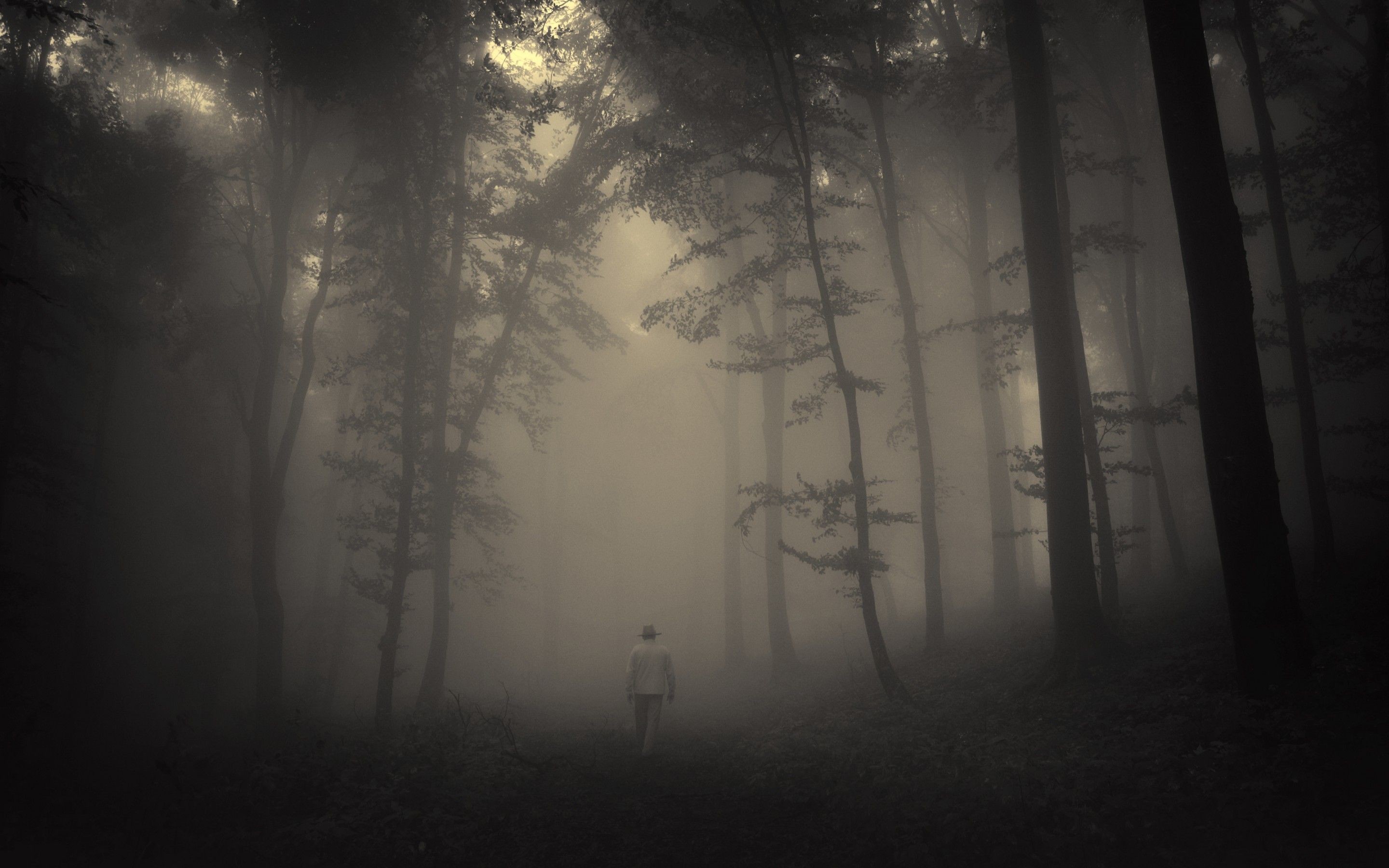 Download Creepy Forest Wallpaper For Windows #lxiua .