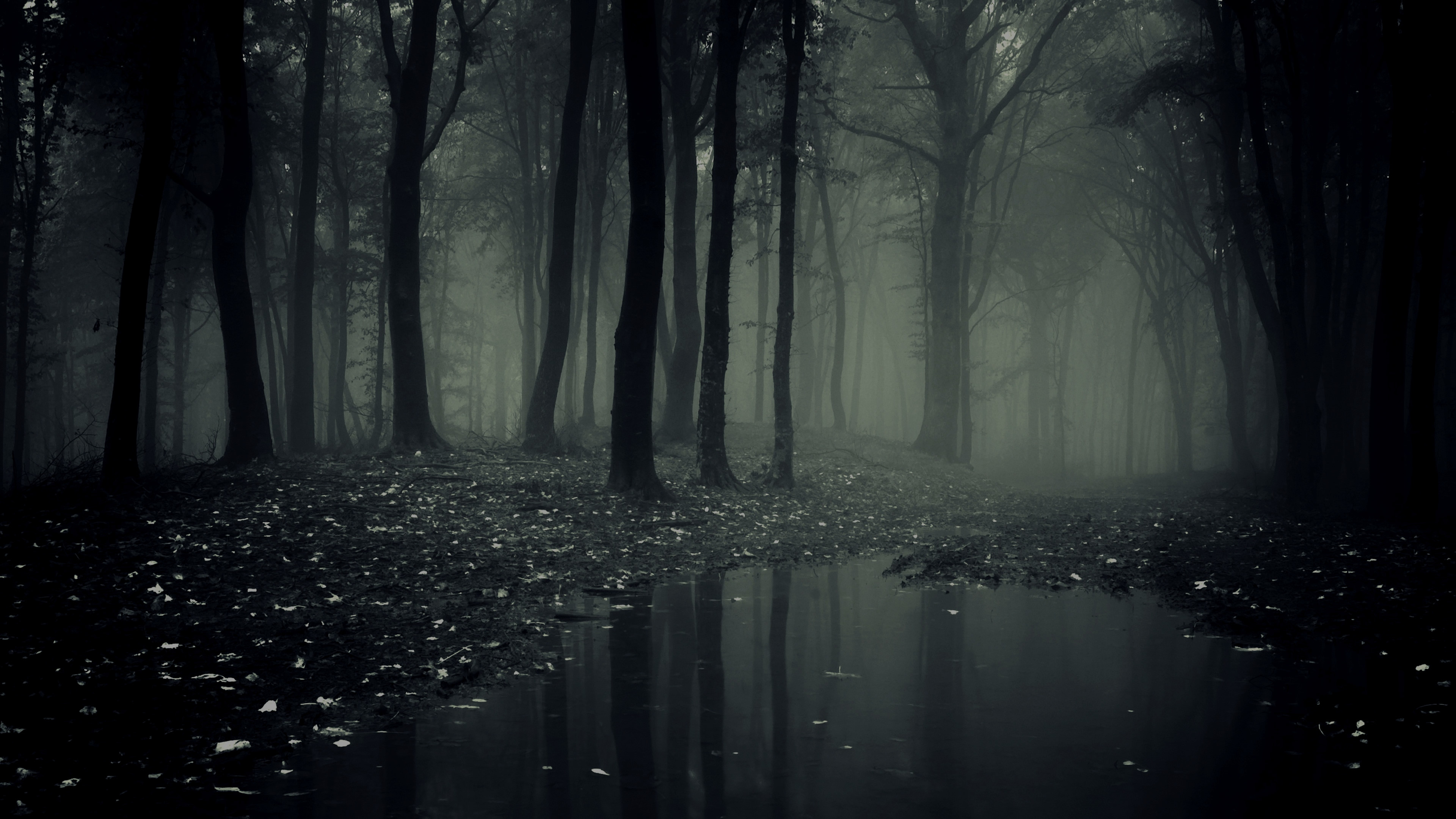 Explore and share Creepy Forest Wallpaper on WallpaperSafari