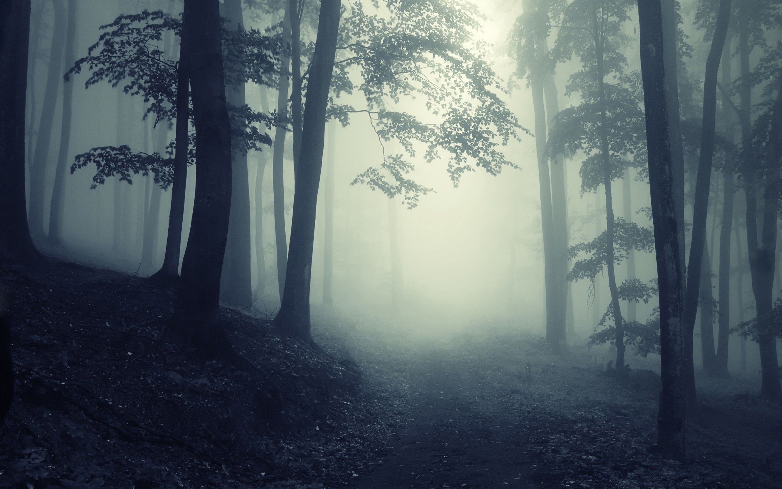 Dark Forest | Path Through A Dark Forest |