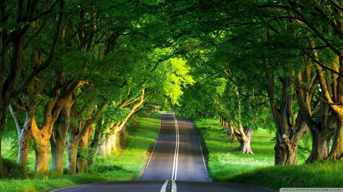 Beautiful Green Nature Way HD Wallpapers