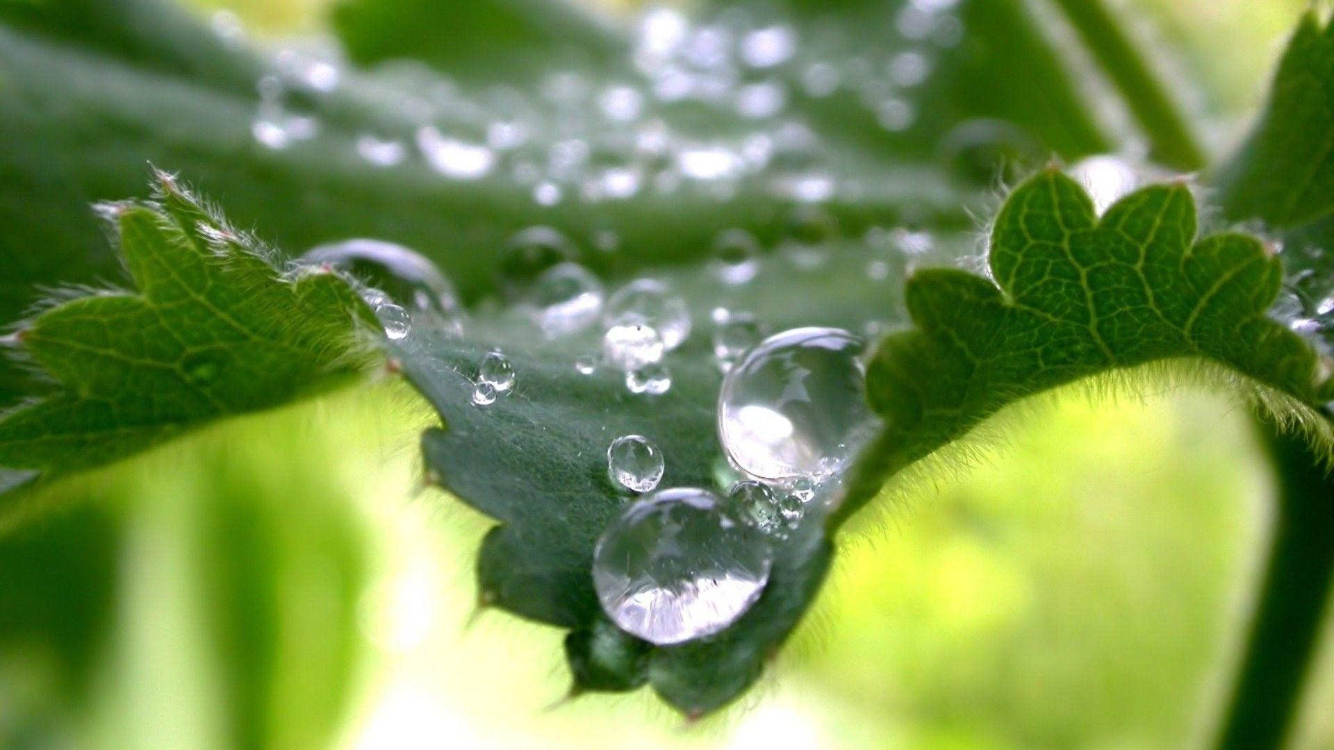 Beautiful Water Drops 1080p HD Wallpaper Nature HD Wallpapers Source