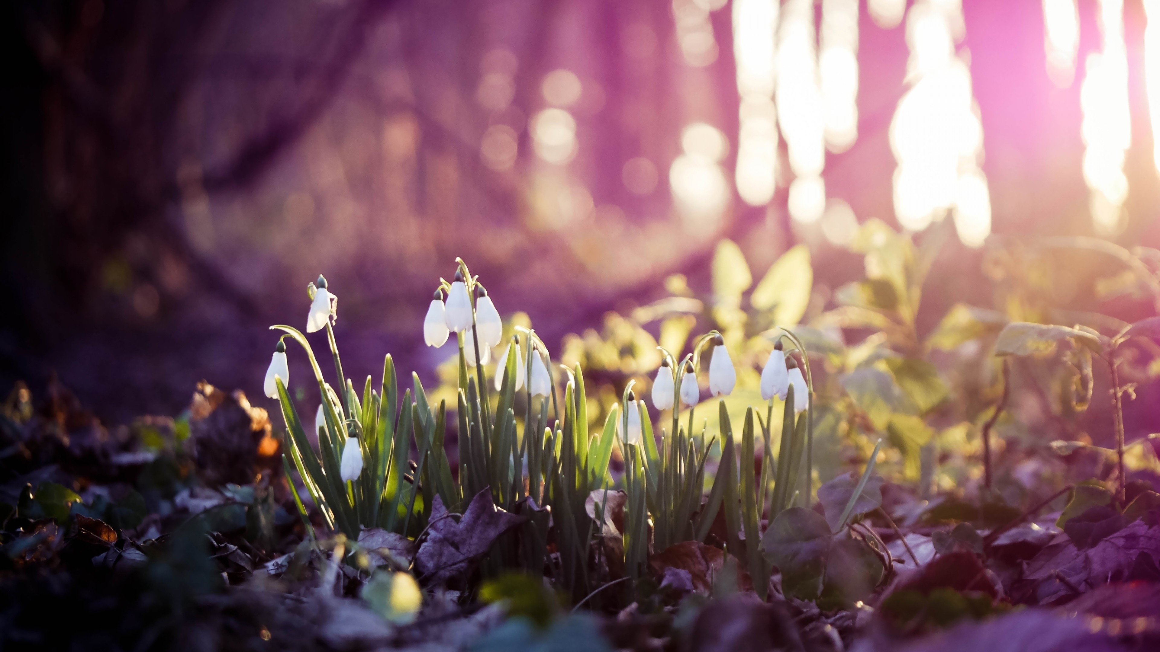 Preview wallpaper spring, snowdrops, flowers, wood, first 3840×2160