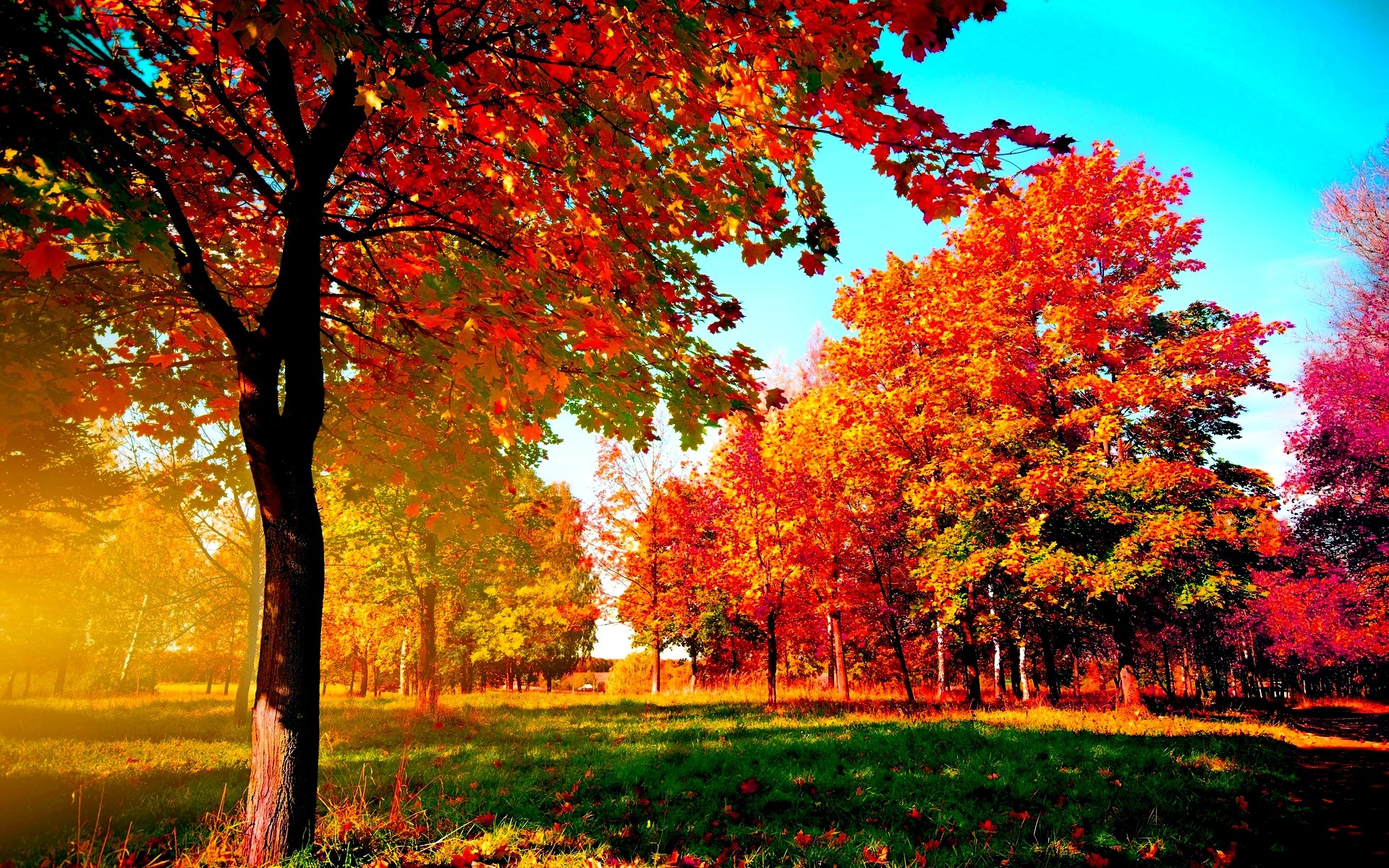 Autumn trees Wide Desktop Background