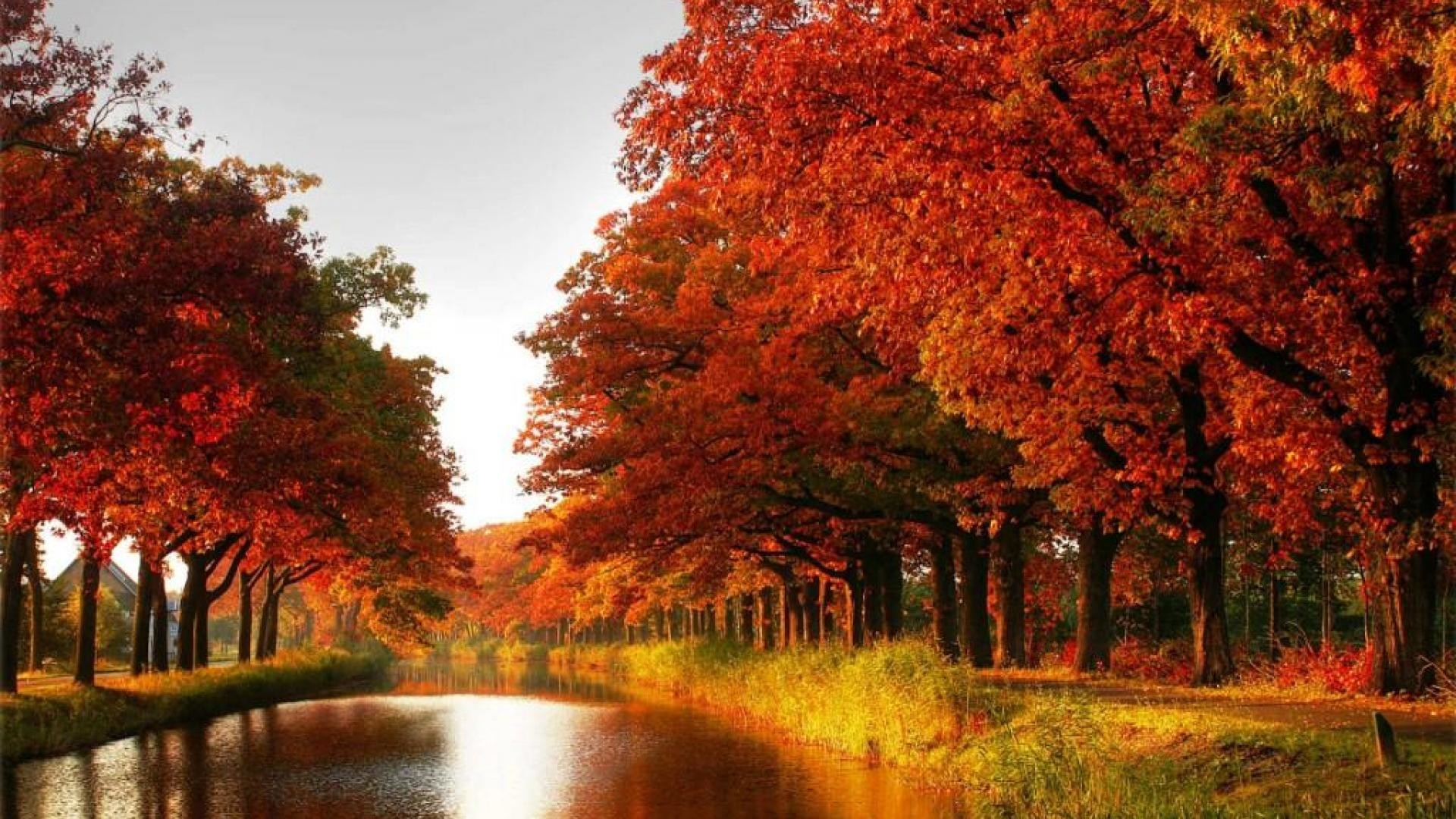 Maple trees autumn red leaves canal river forest 1920×1080 Need #iPhone S #Plus #Wallpaper / #Background for #IPhone6SPlus Follow iPhone 6S Plu