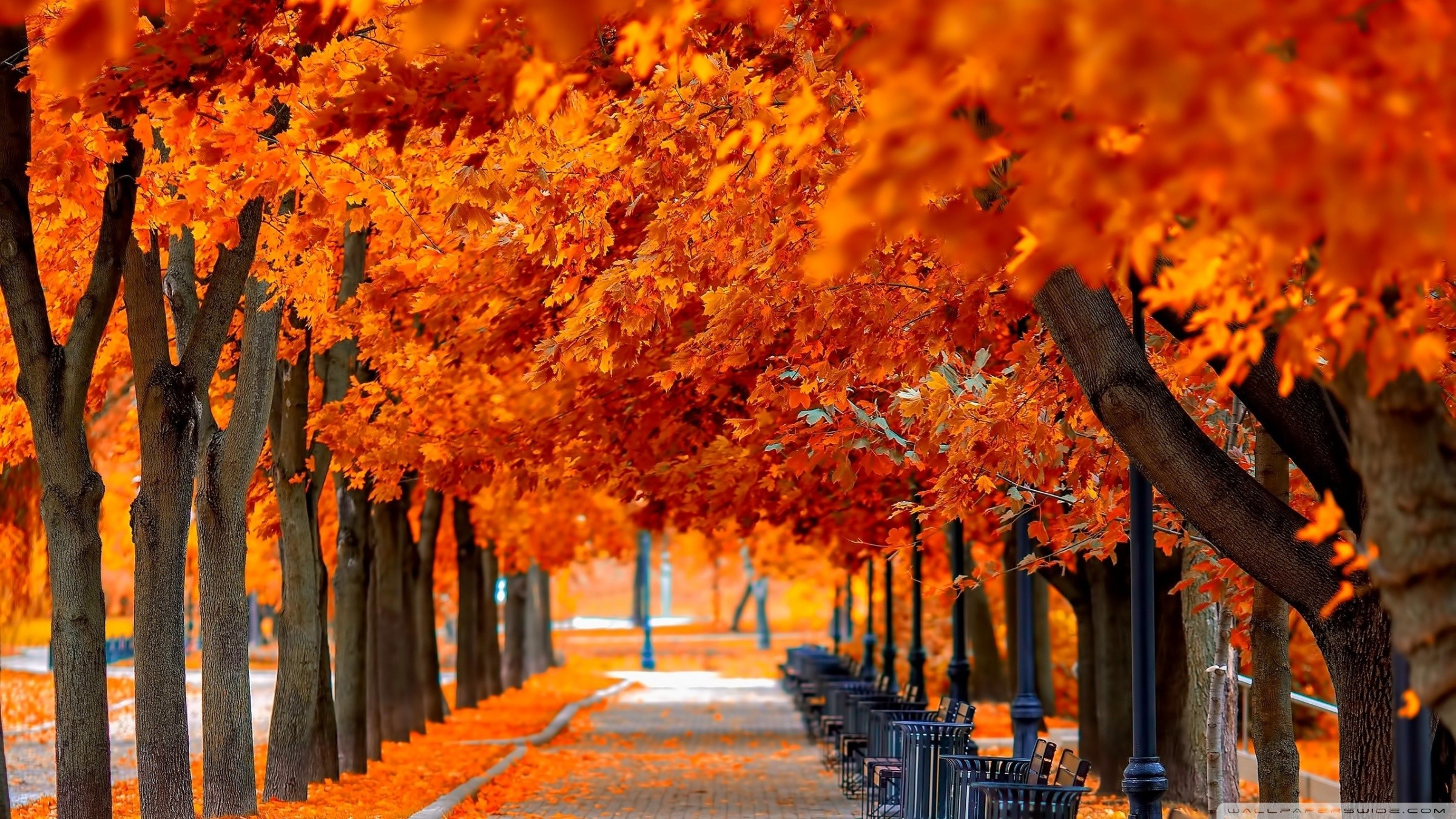 Wallpaper Fall nice hd wallpapers with red and orange colors
