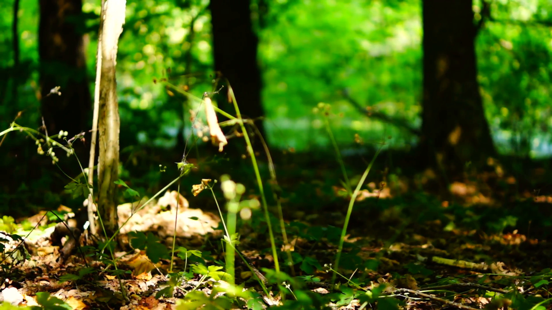 Subscription Library Woods forest, trees background, green nature landscape, ground, august, pan